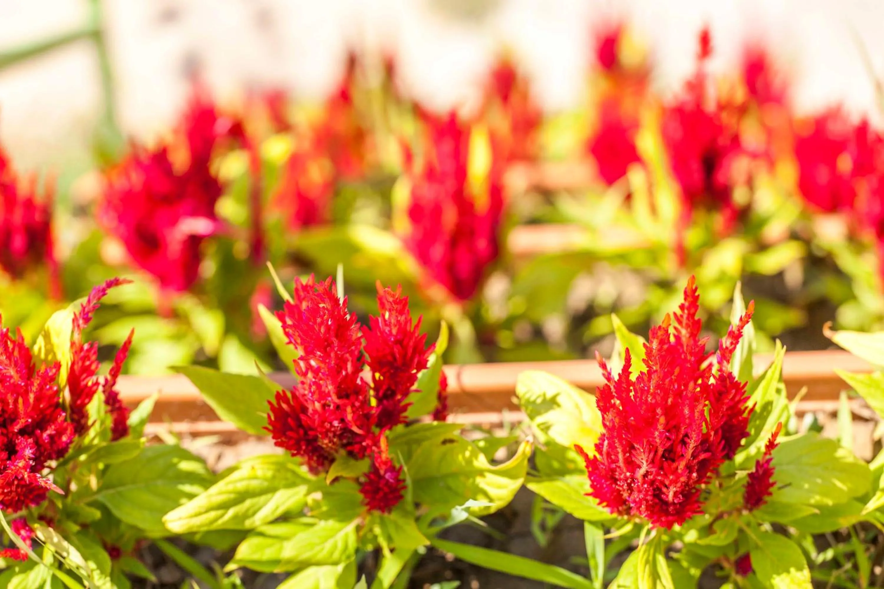 Summer in Otantik Tas Ev