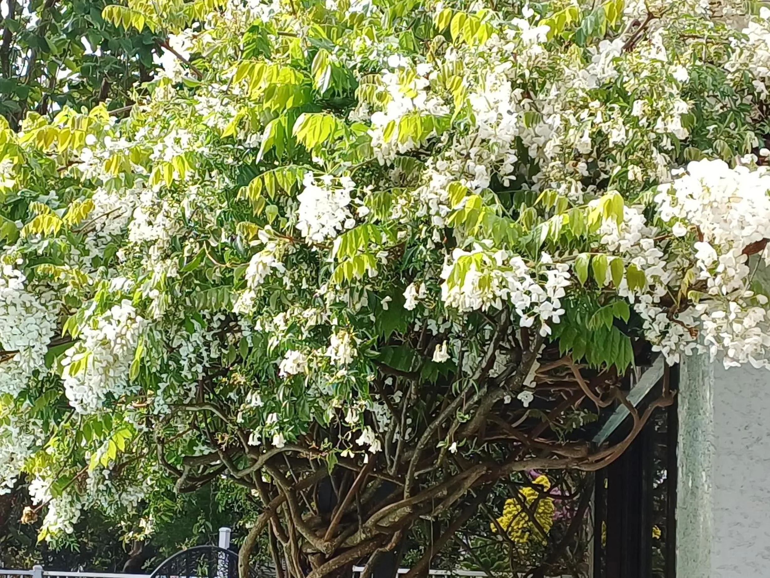 Spring in Ashcroft Gardens Bed & Breakfast