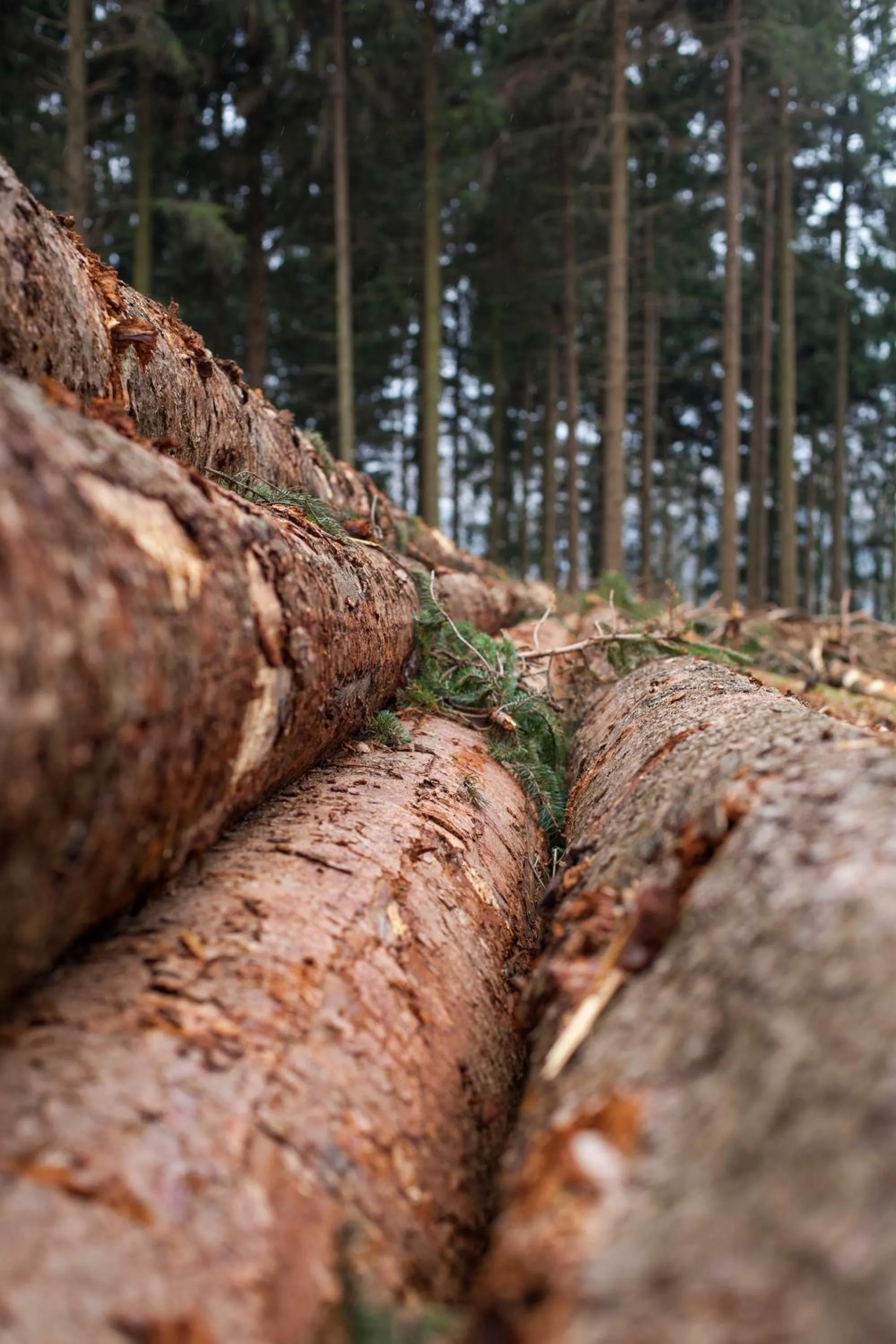 Natural landscape in Hotel - Restaurant De 4 Jaargetijden