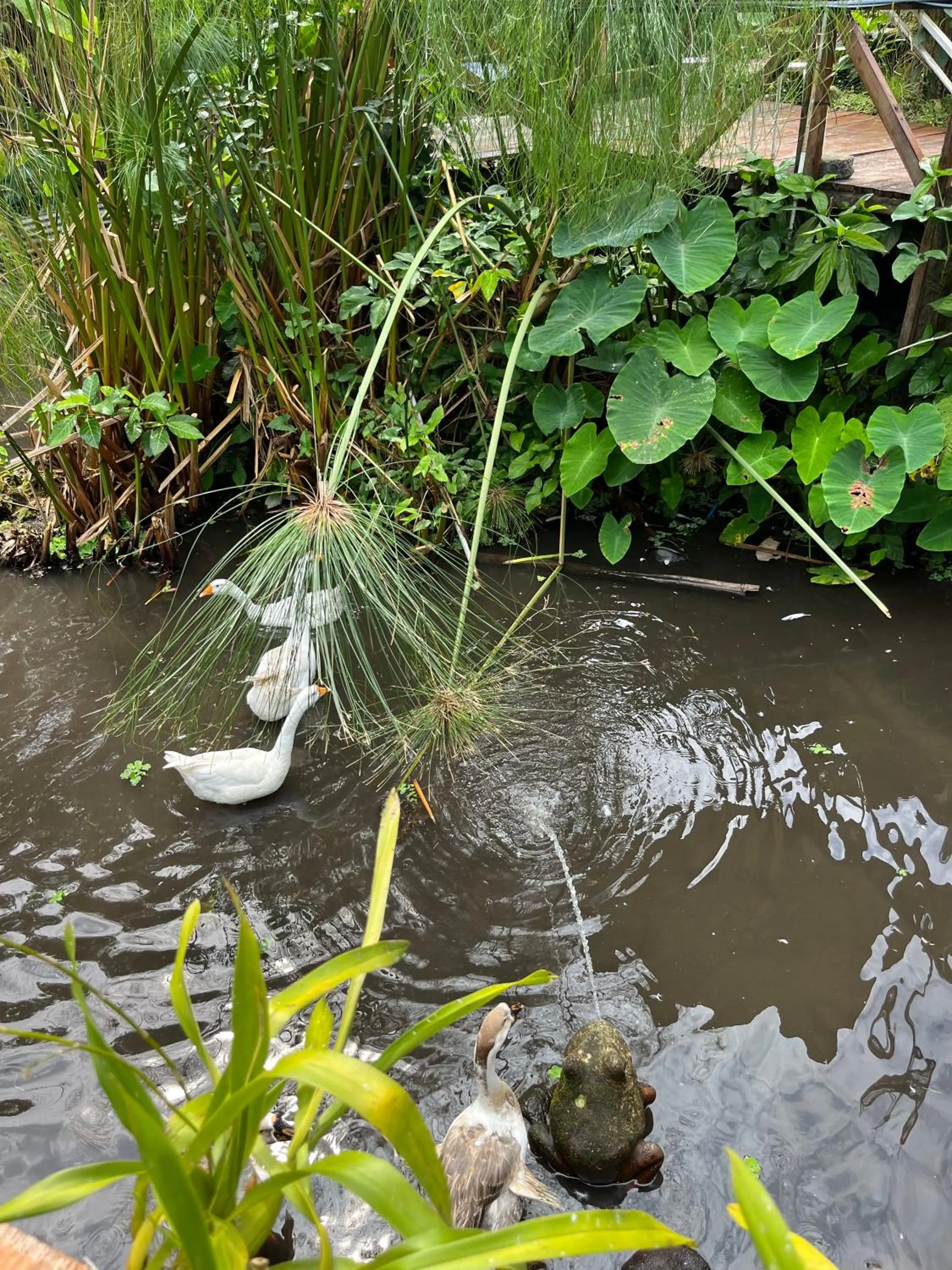 Villa Padi Cangkringan