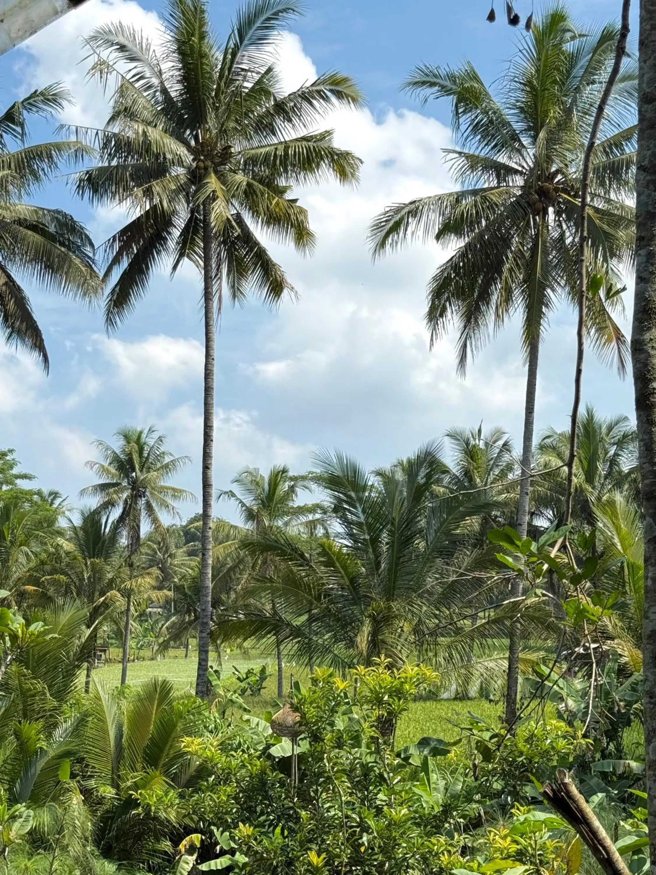 Villa Padi Cangkringan