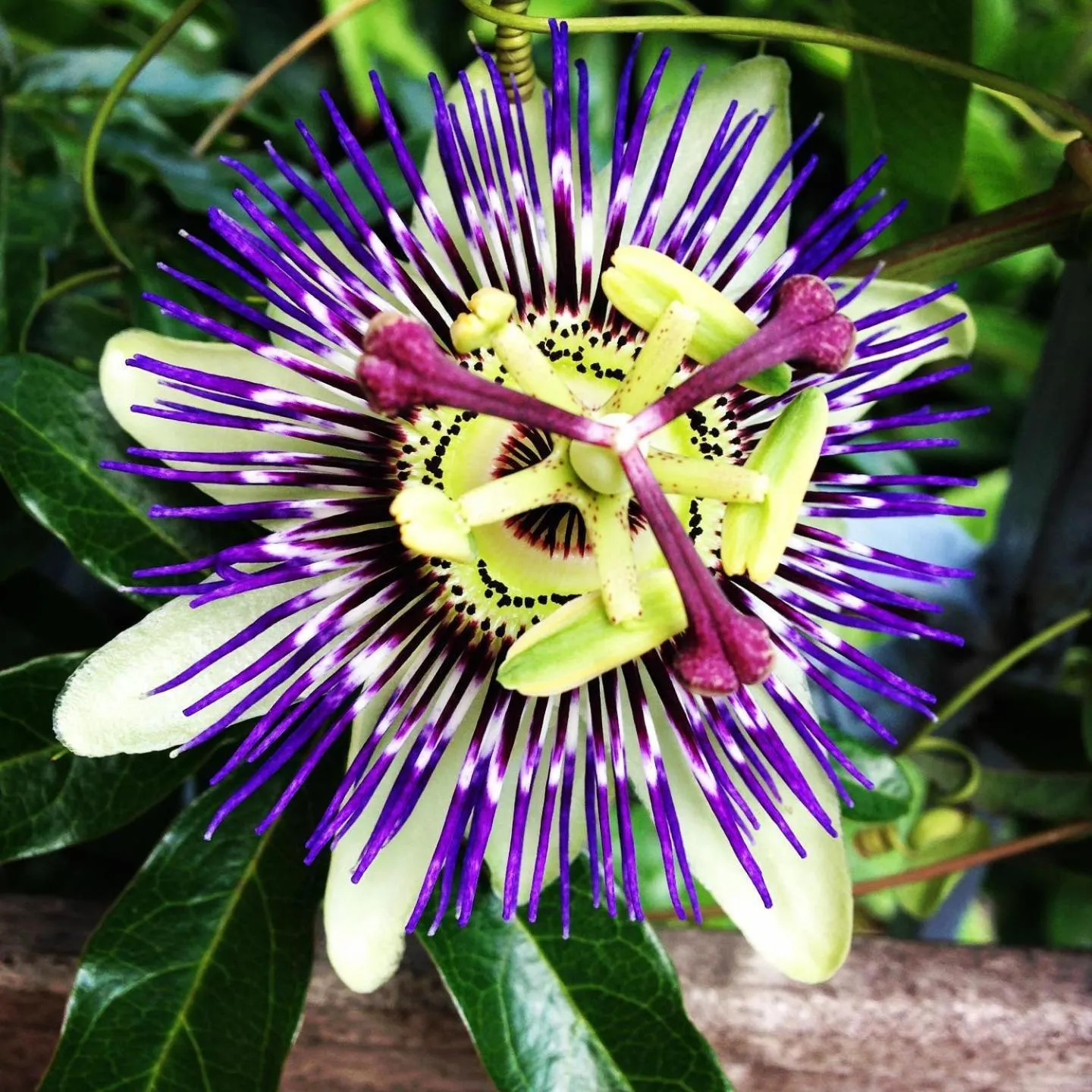 Garden in Il Giardino Nel Parco R&B