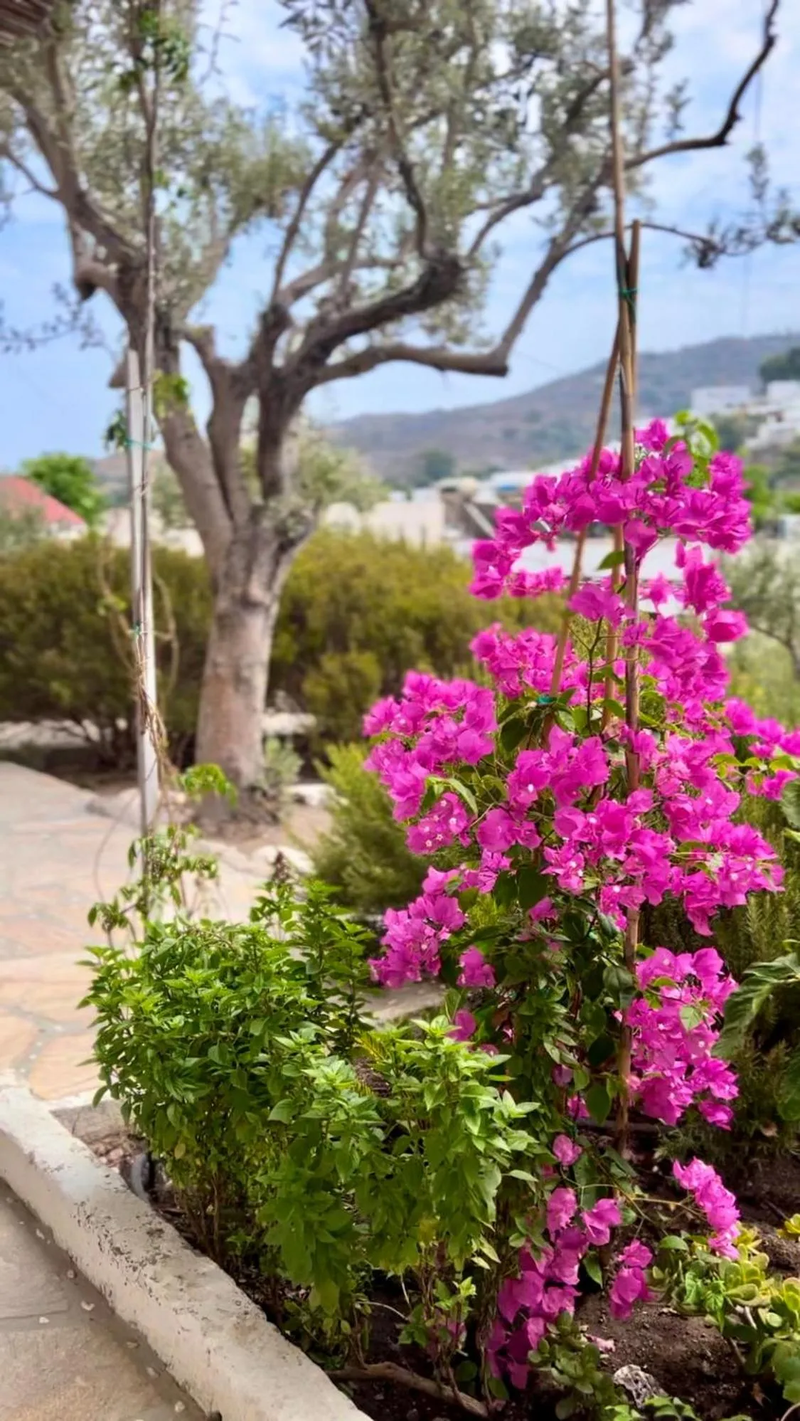 Spring in Mistral-Patmos