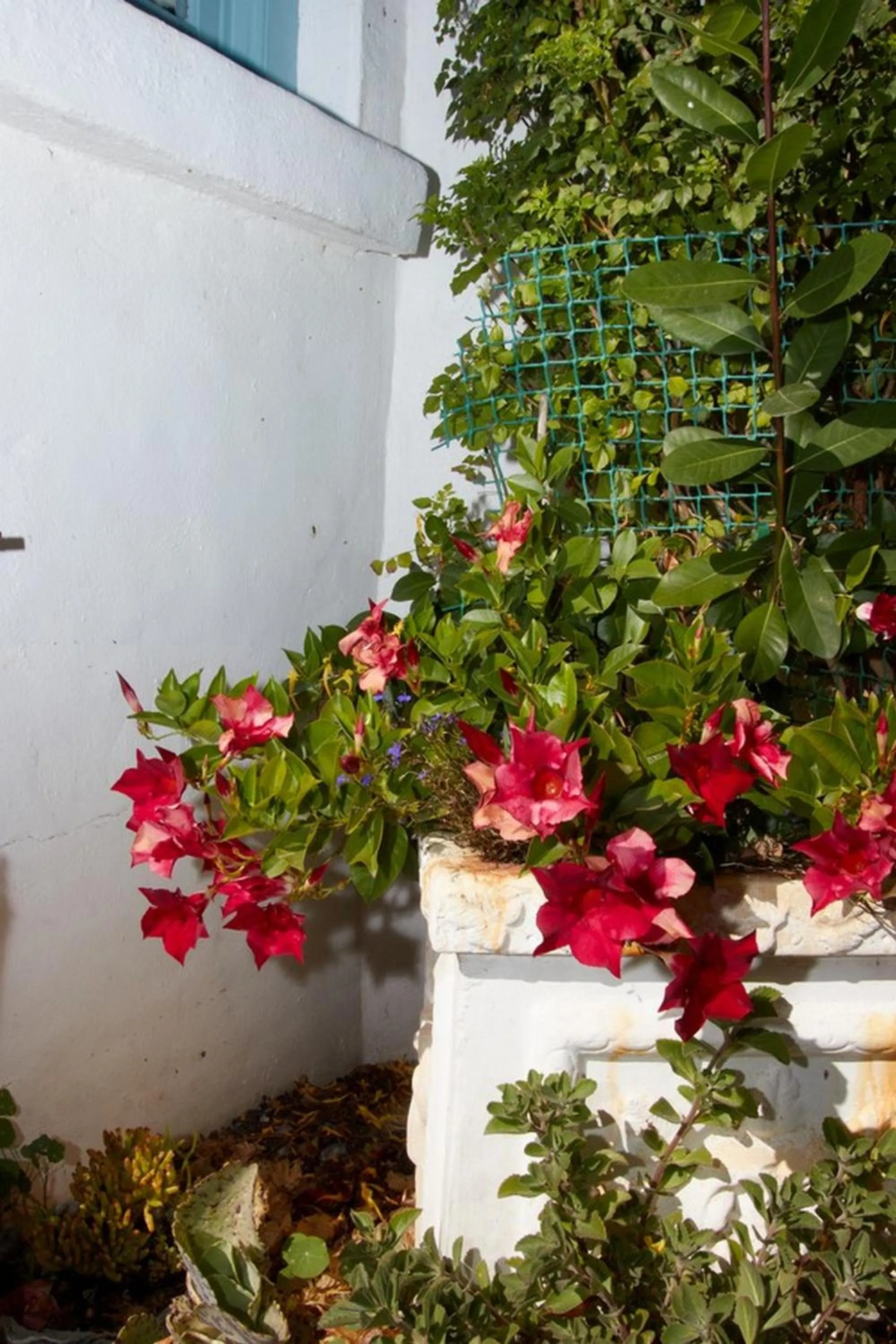 Garden in Gilcrest Place Guest House