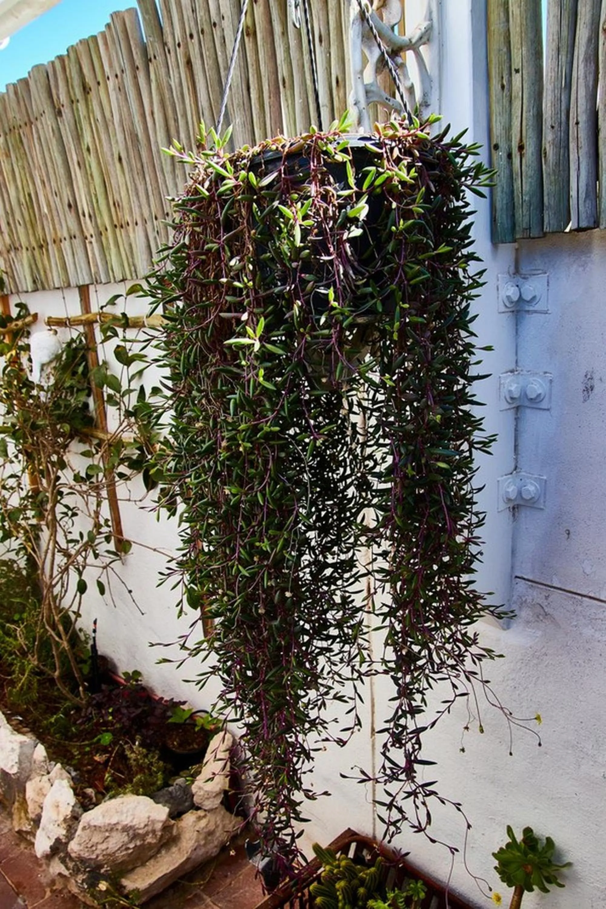 Garden view in Gilcrest Place Guest House