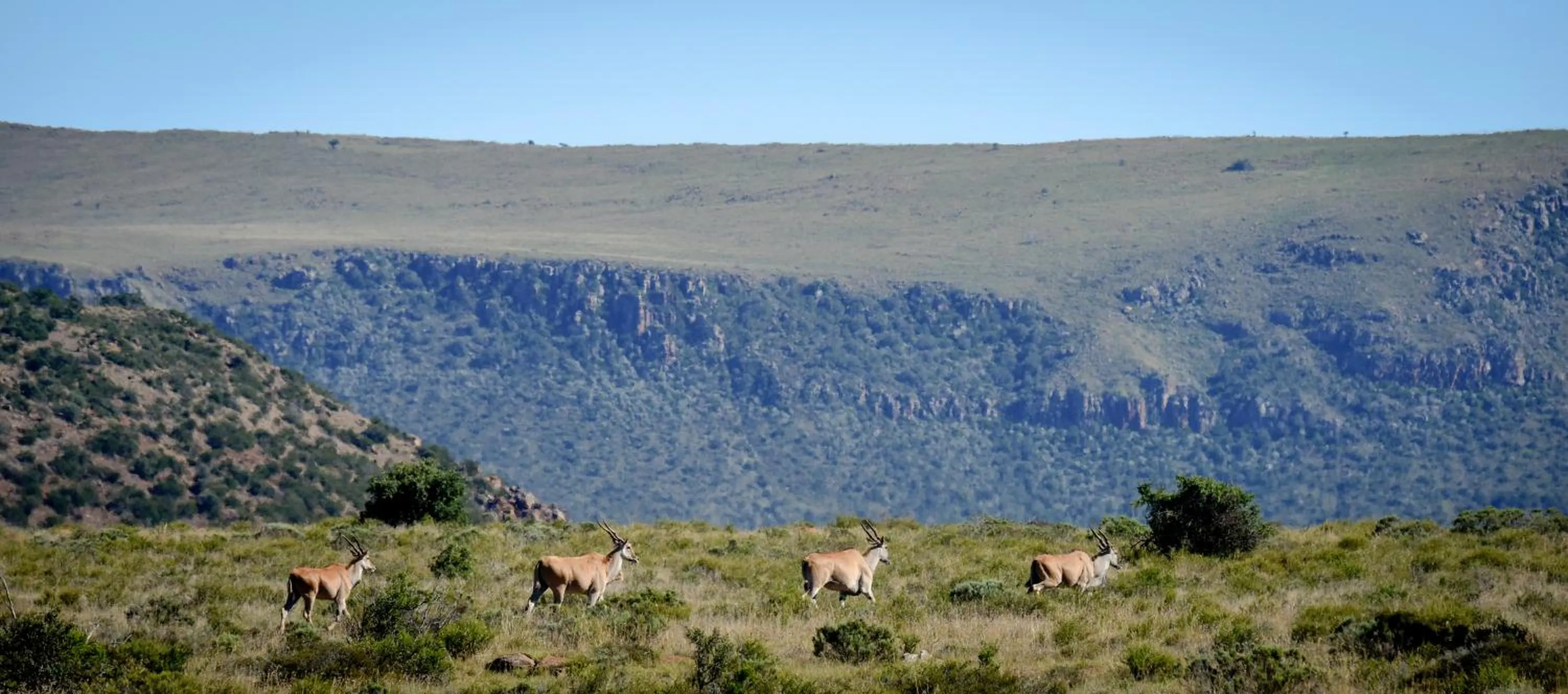 Natural landscape in Mount Camdeboo Private Game Reserve by NEWMARK