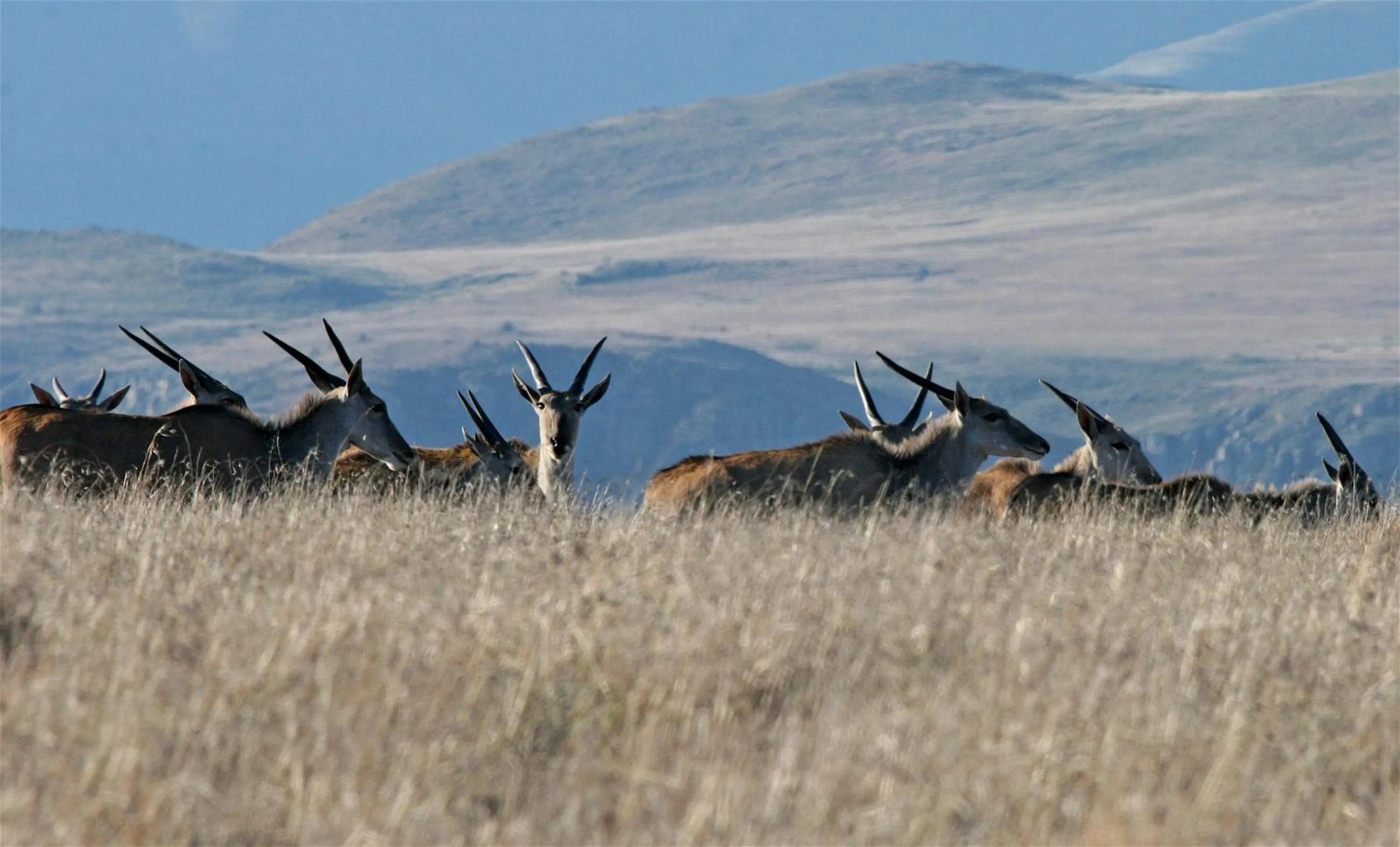 Animals in Mount Camdeboo Private Game Reserve by NEWMARK