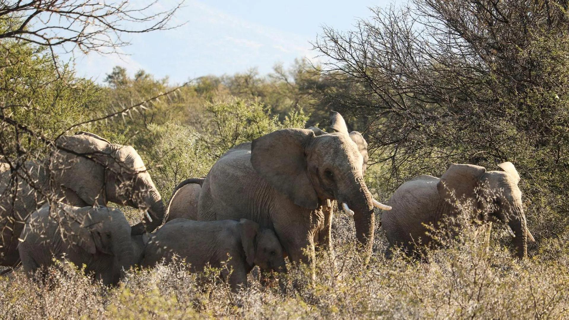 Animals in Mount Camdeboo Private Game Reserve by NEWMARK