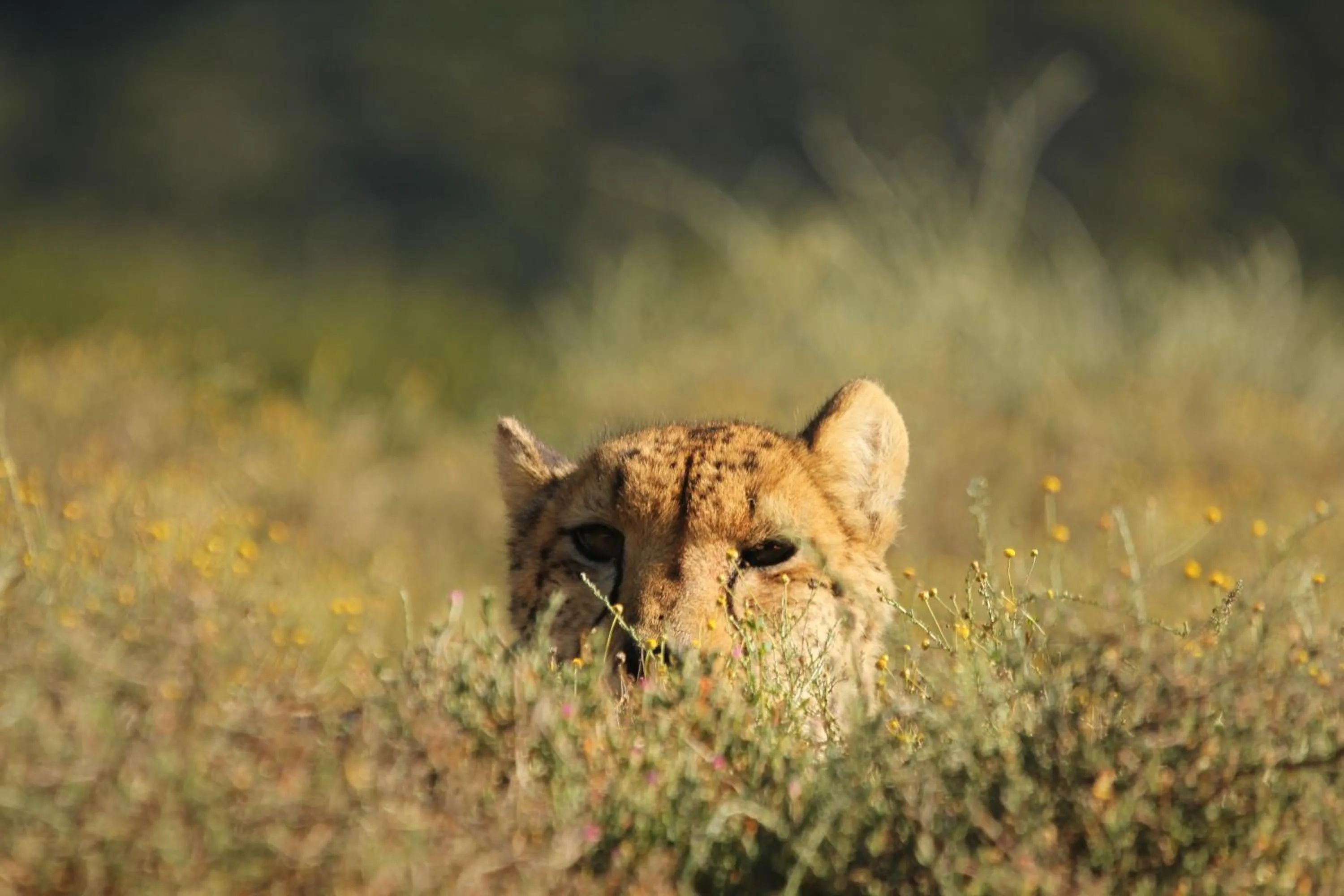 Animals in Mount Camdeboo Private Game Reserve by NEWMARK