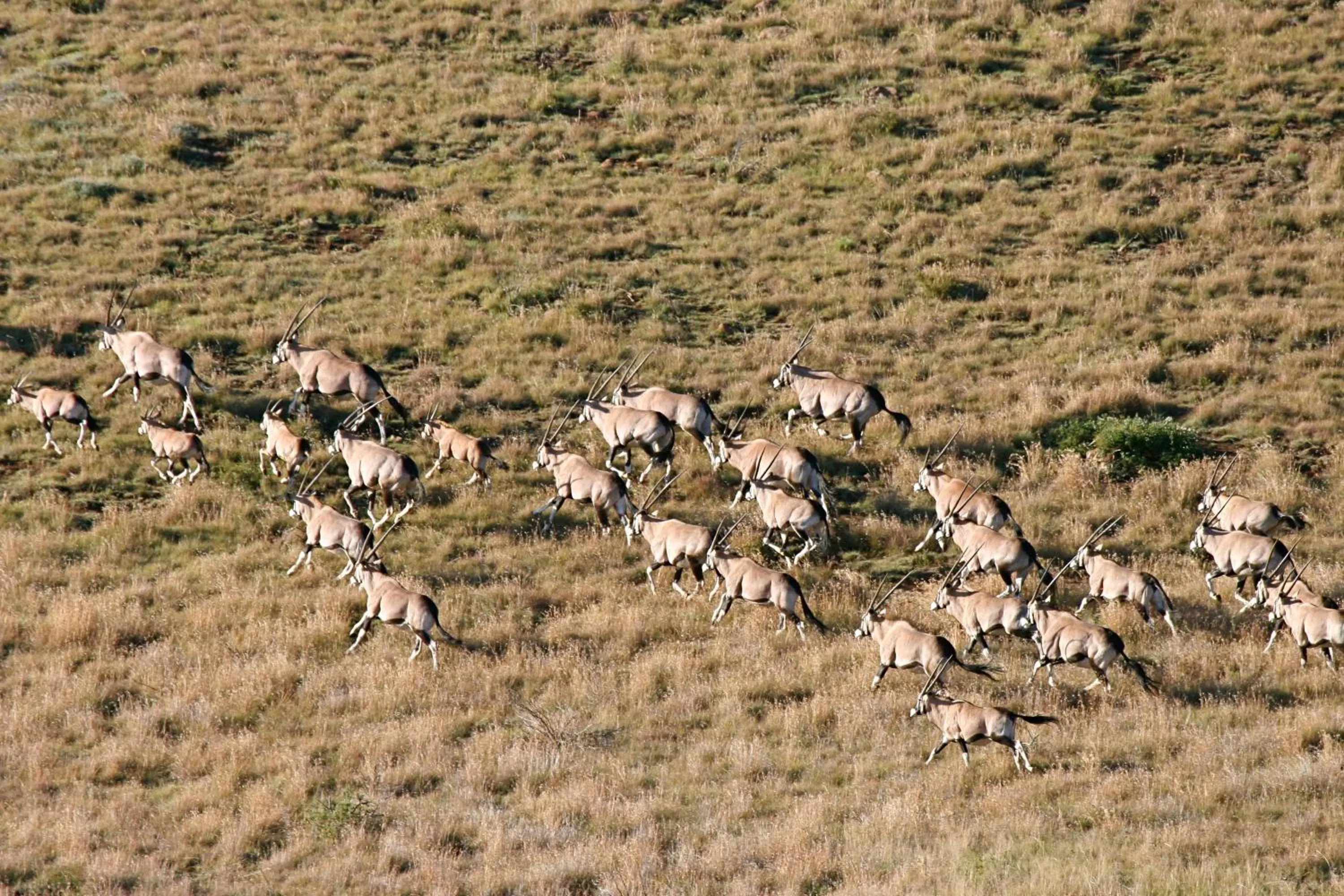 Animals in Mount Camdeboo Private Game Reserve by NEWMARK