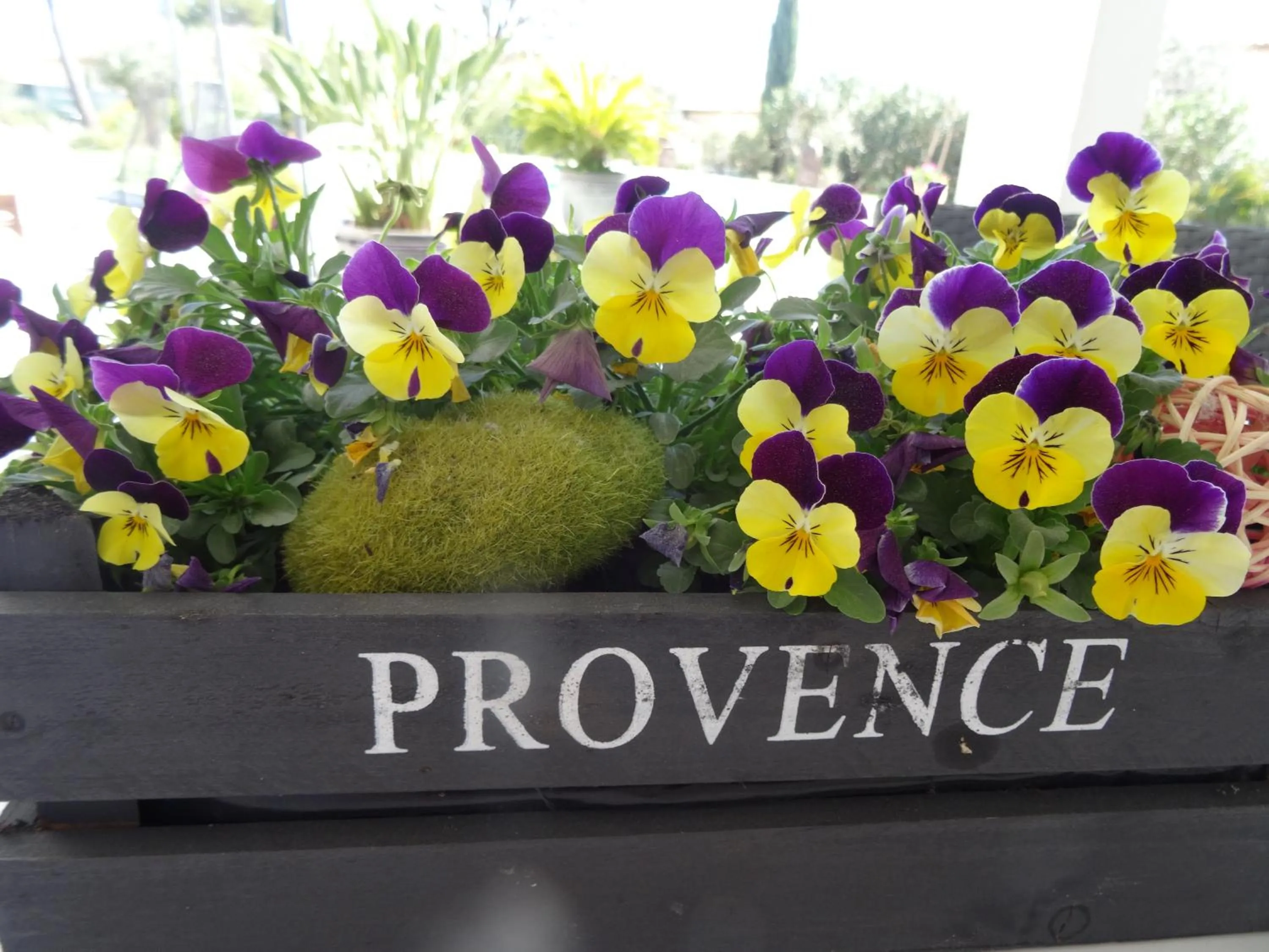 Spring in L Olivadou B&B