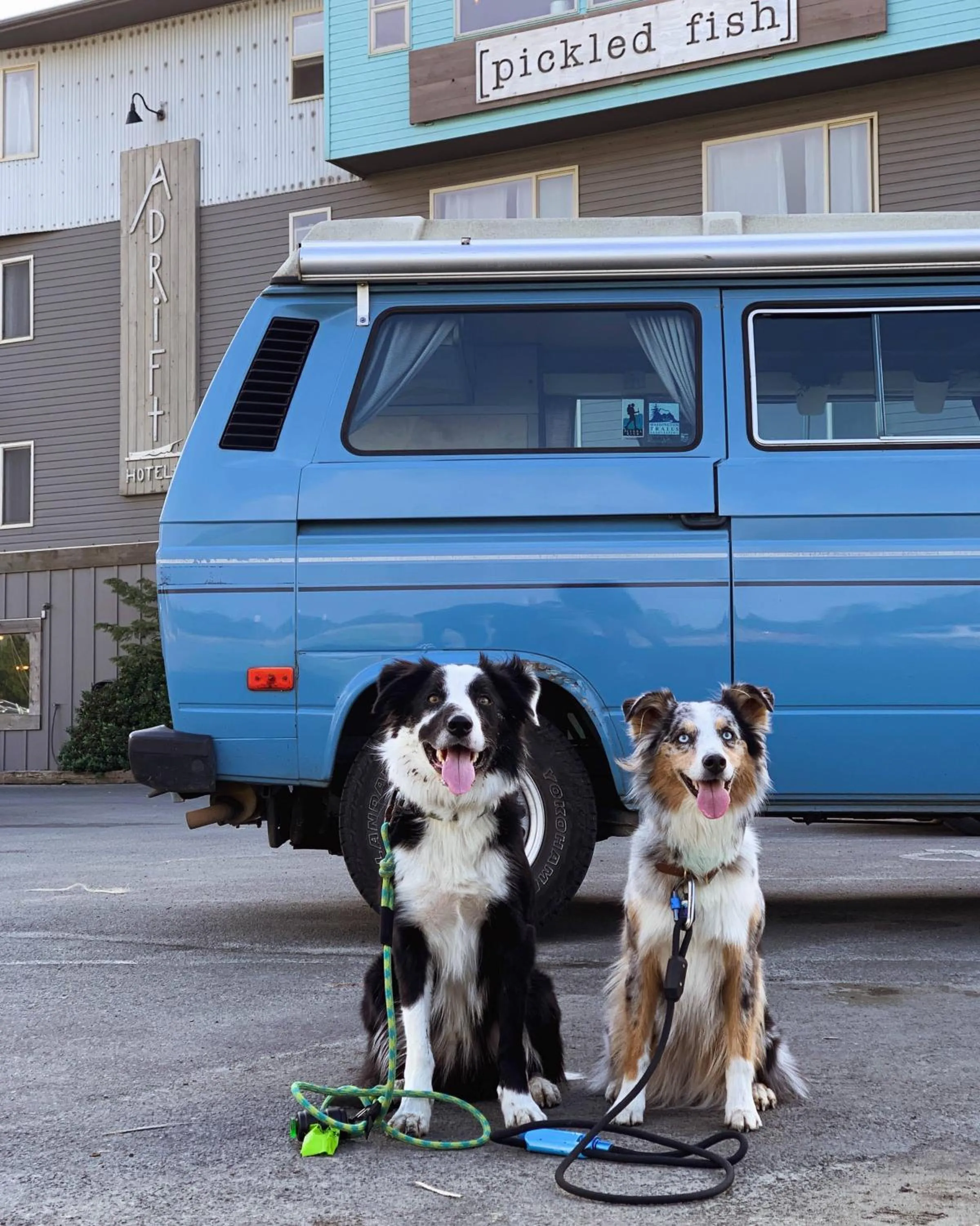 Pets in Adrift Hotel