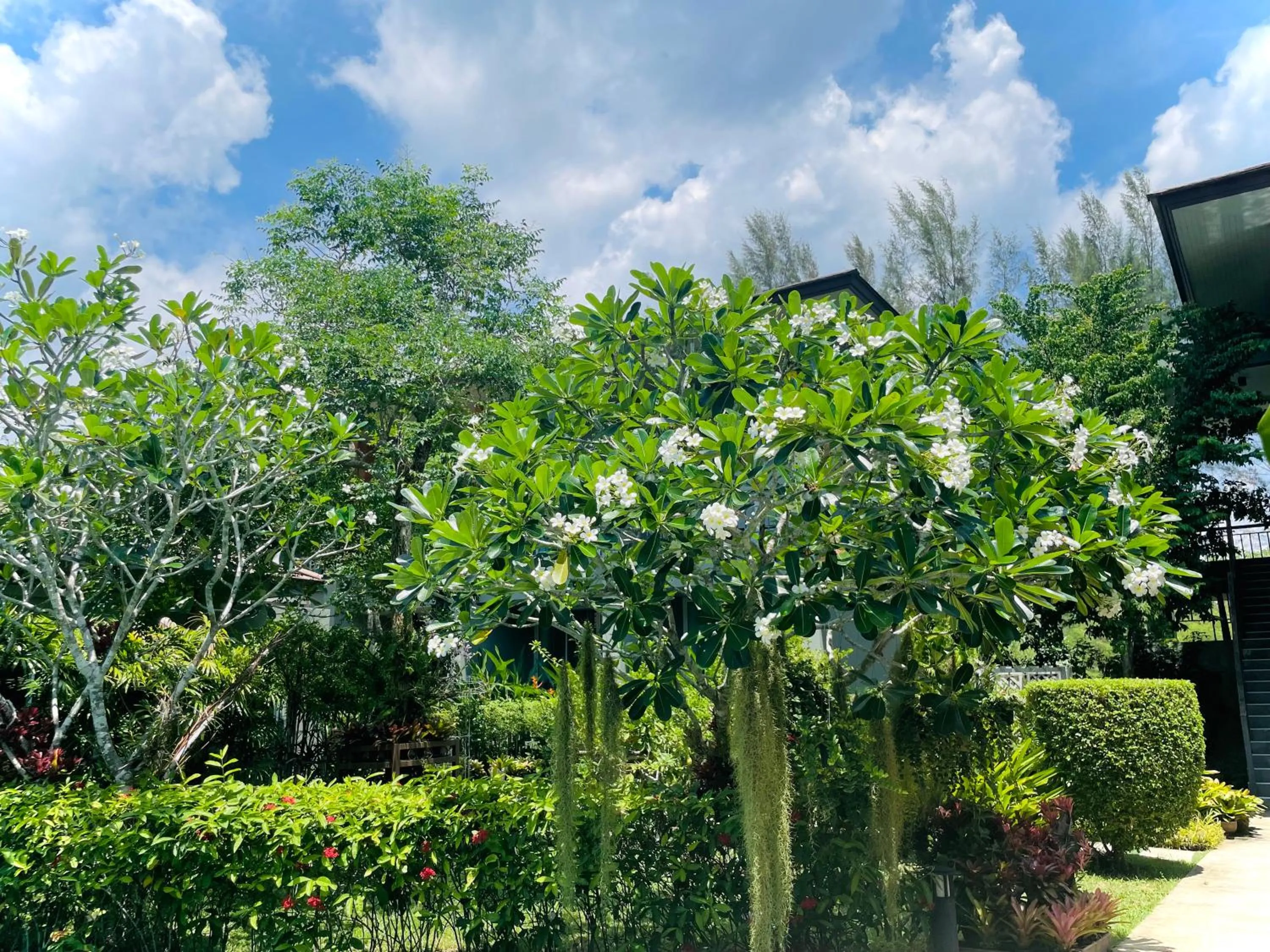 Garden in Khaolak Forest Resort