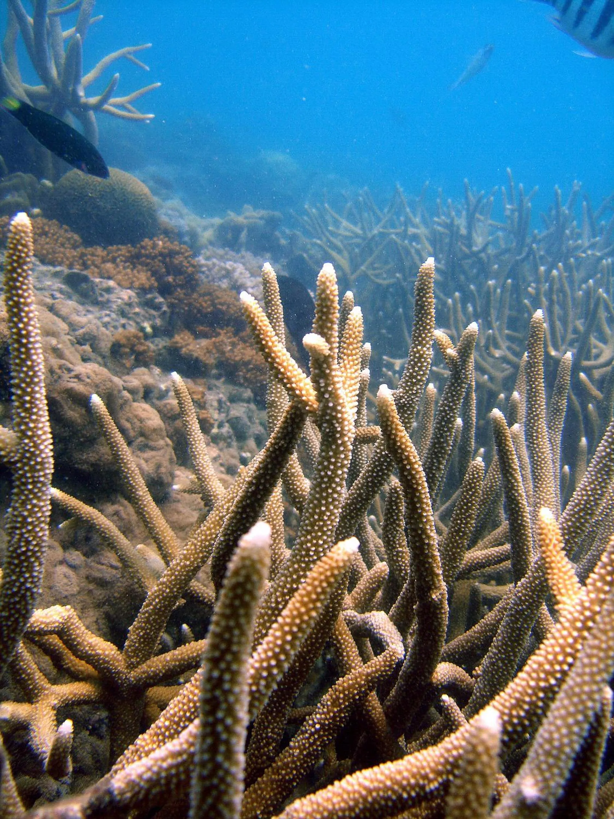 Snorkeling in Koh Mak Cococape Resort