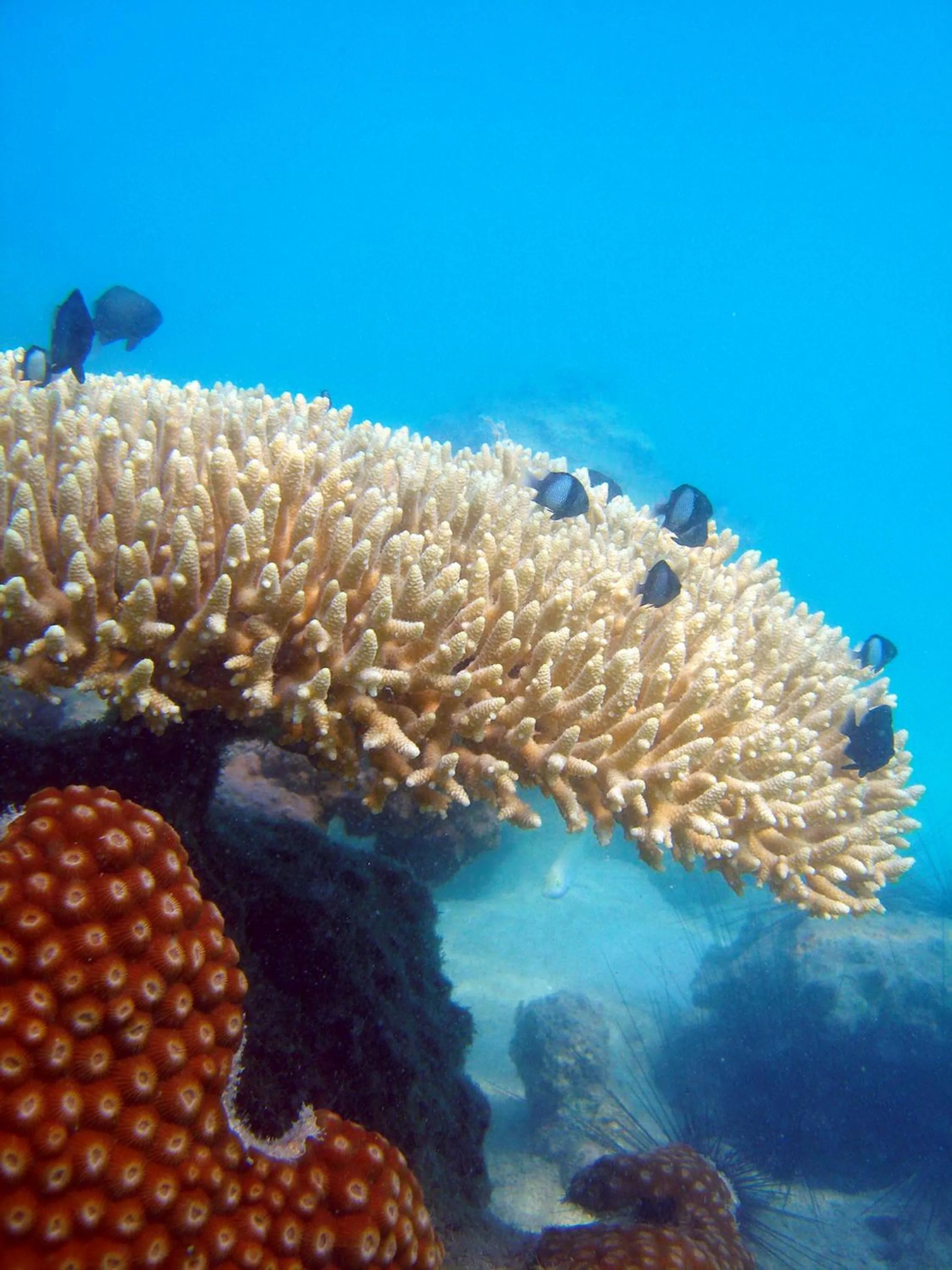 Snorkeling in Koh Mak Cococape Resort