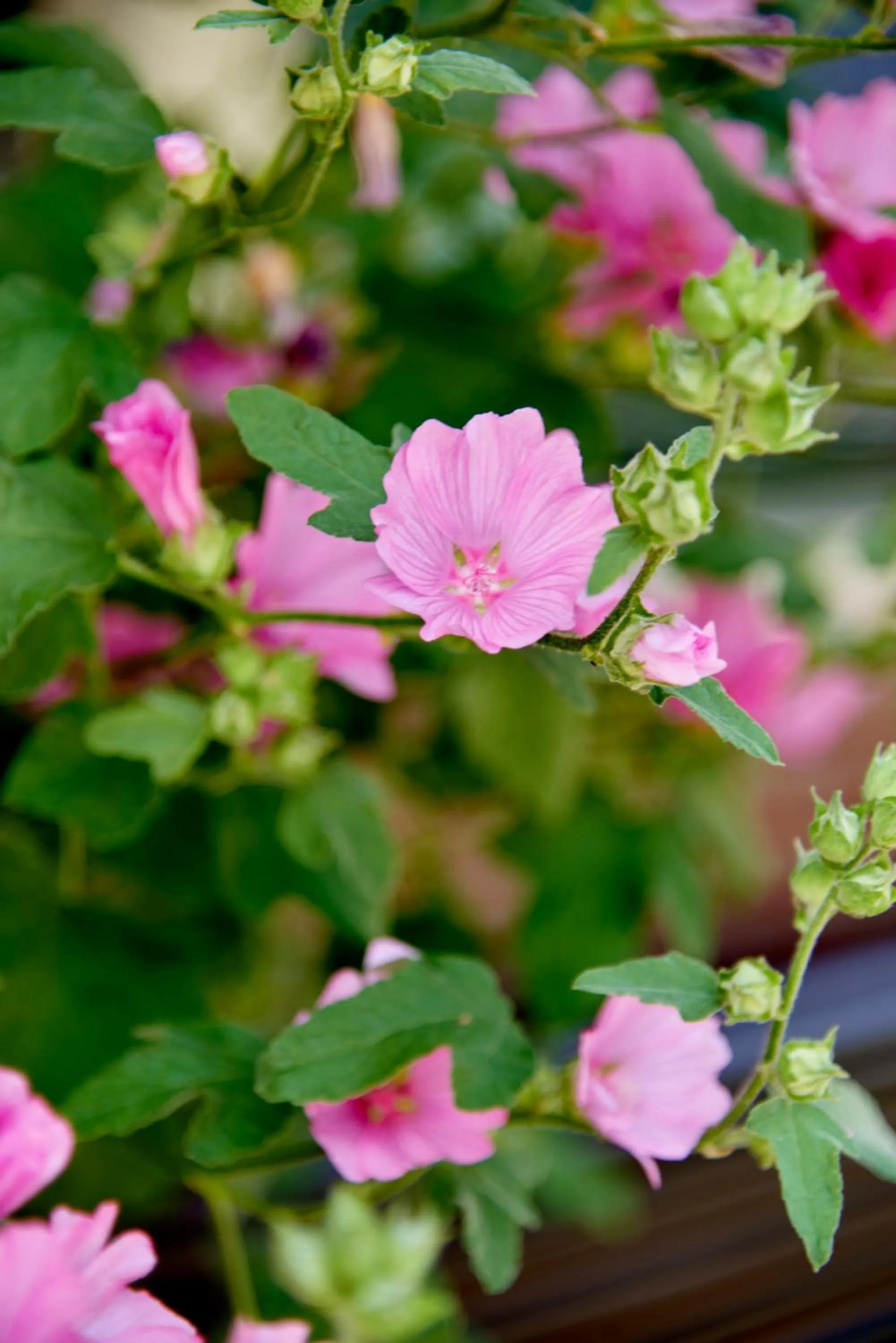 Garden in Hotel Station Amstelveen