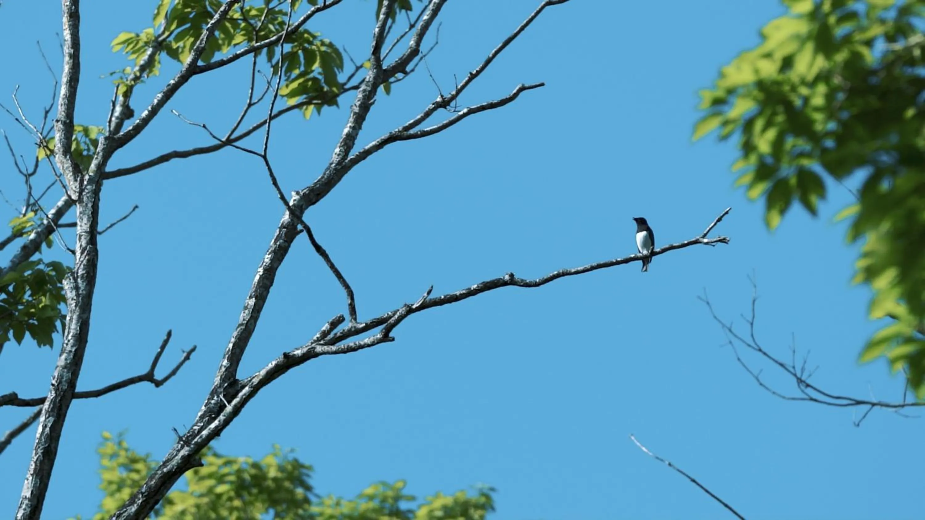 Other in nasu mukunone AUBERGE