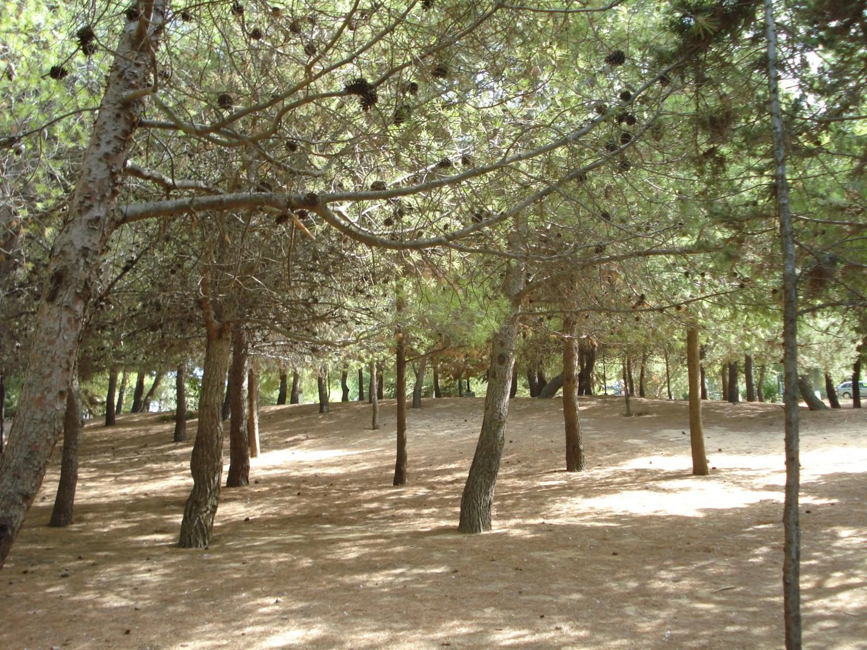 Area and facilities in Zinovia