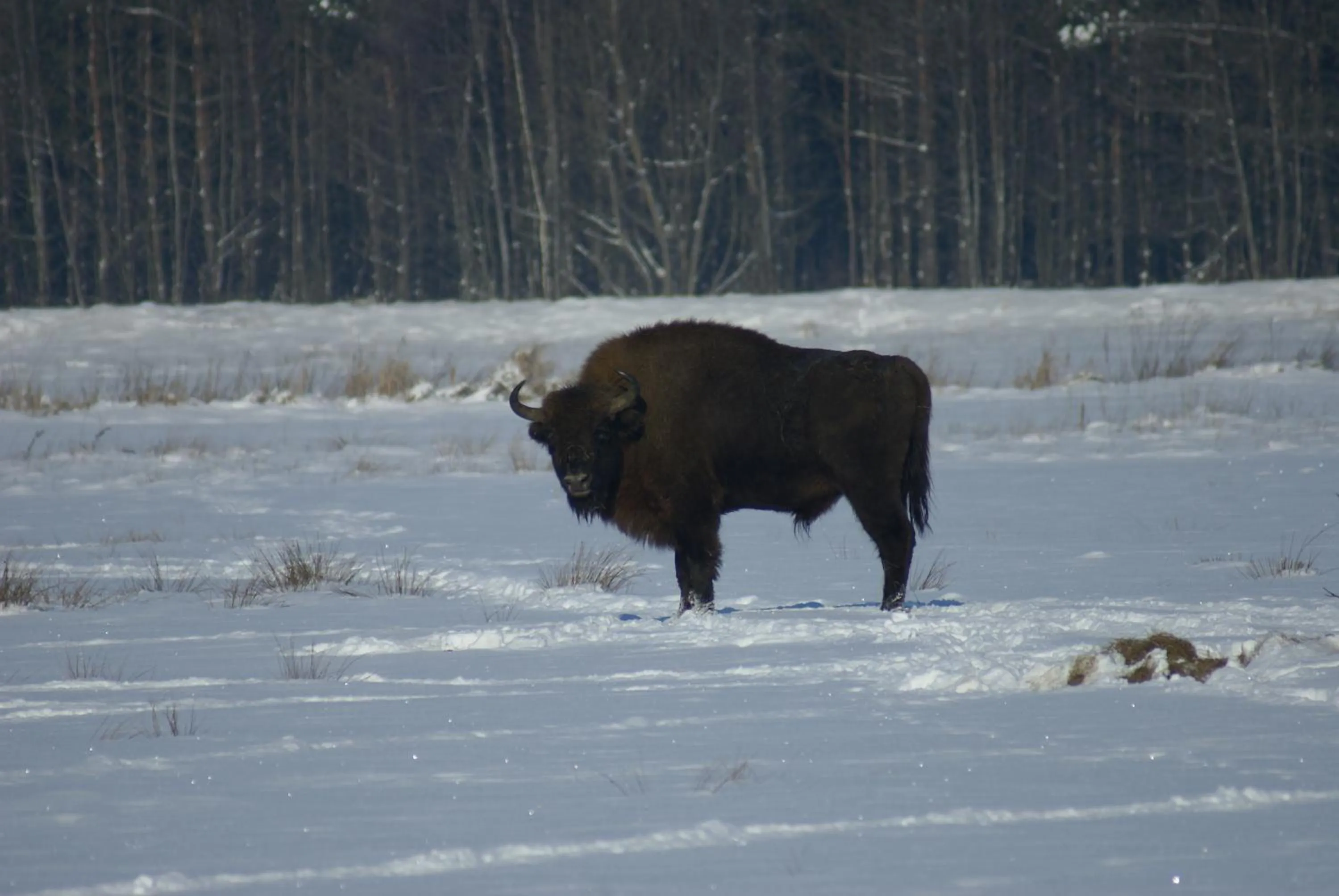 Animals in Dwór Bartnika