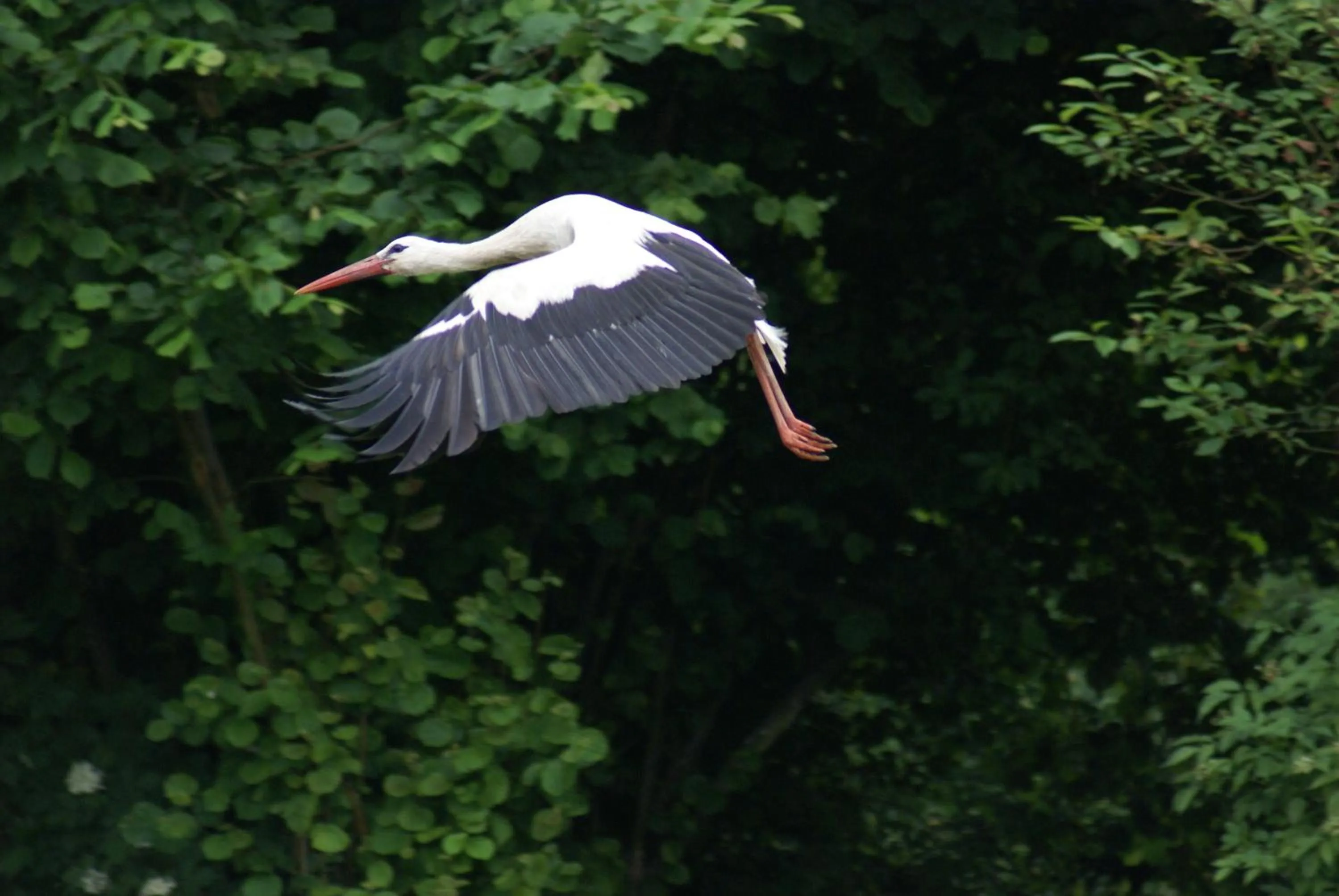 Area and facilities in Dwór Bartnika