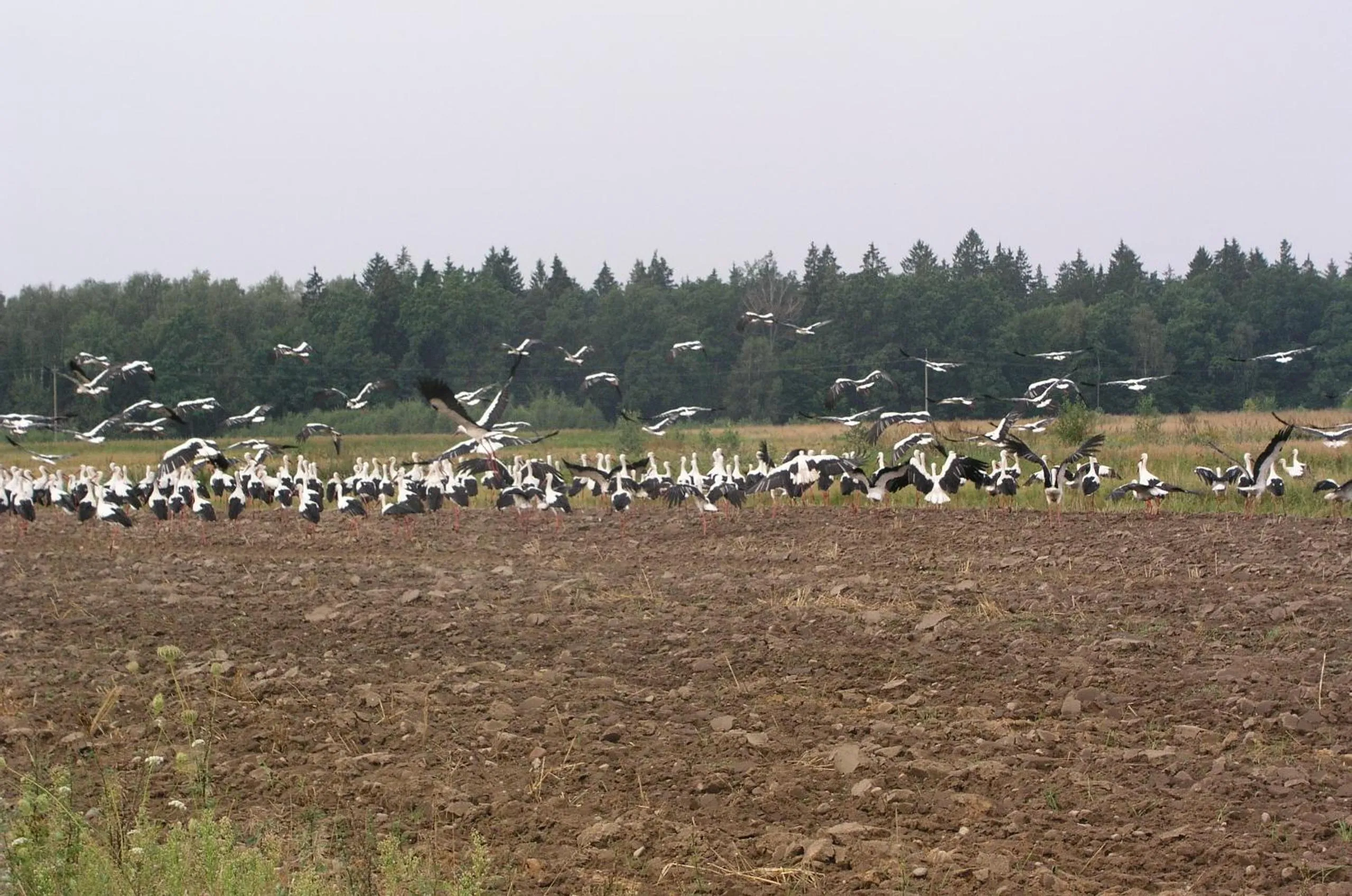 Activities in Dwór Bartnika