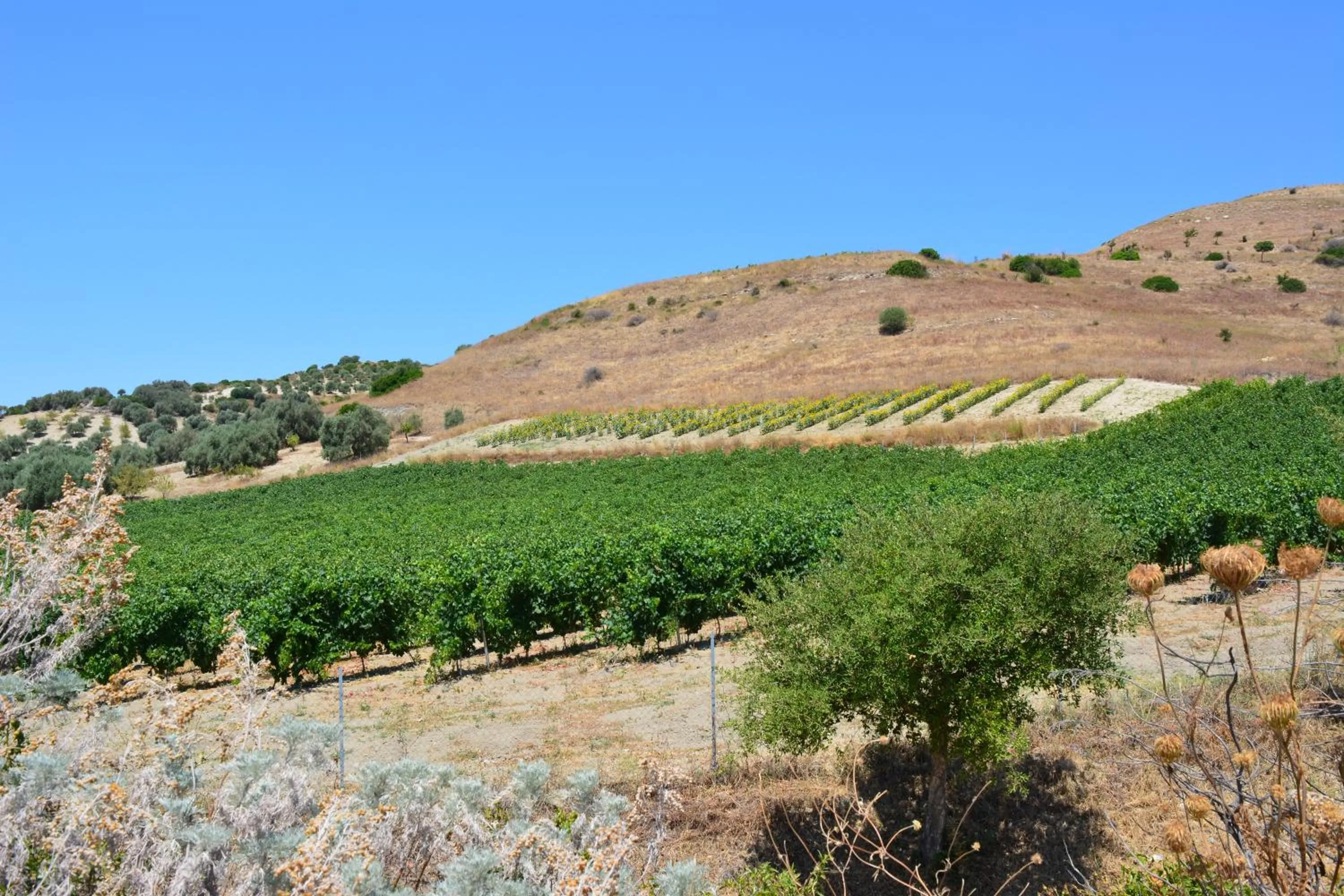 Natural landscape in Il Borgo dell'Arcangelo