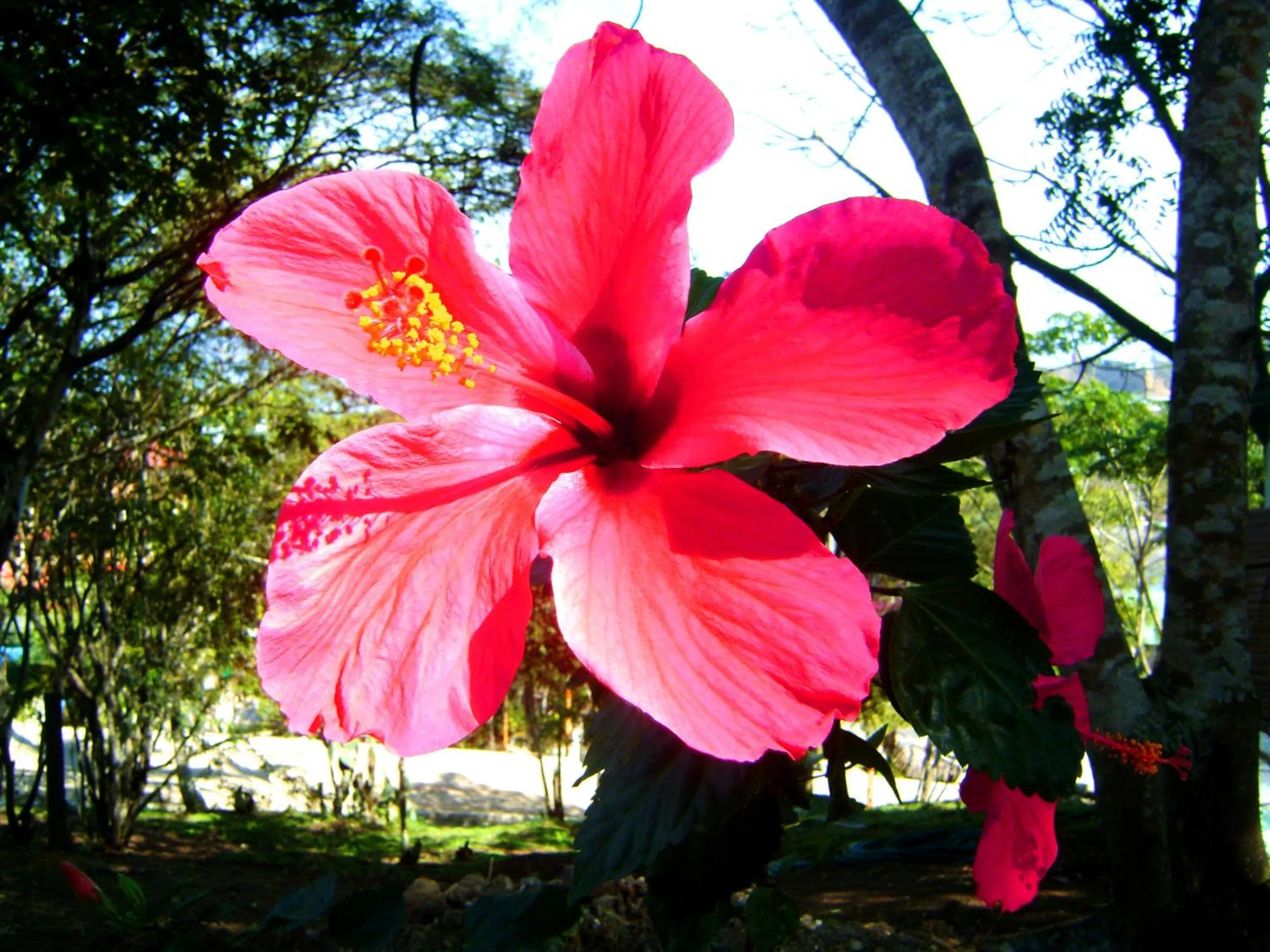 Spring in Nativa Bambu Ecolodge