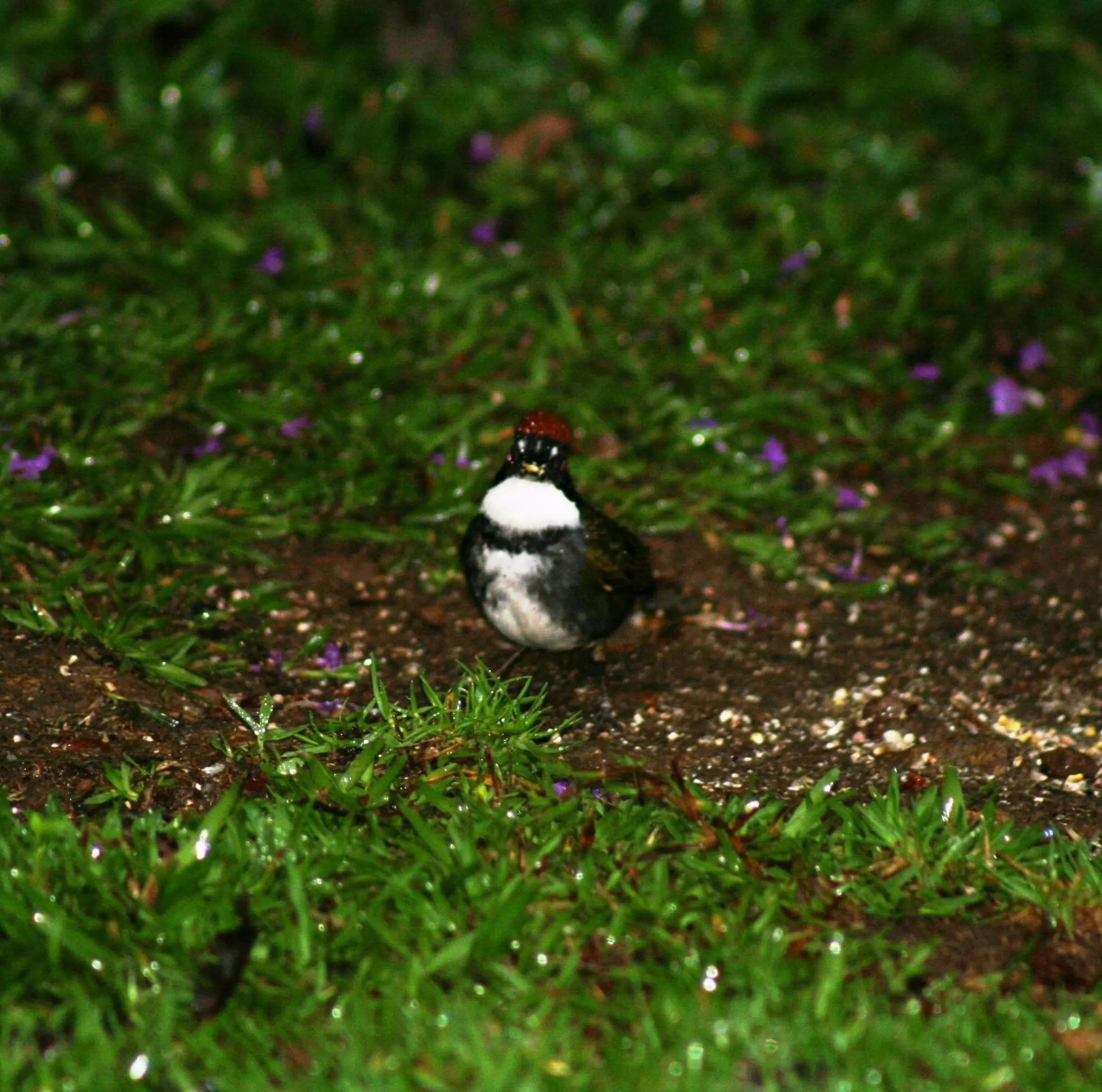 Garden in Bosque de Paz Reserva Biologica