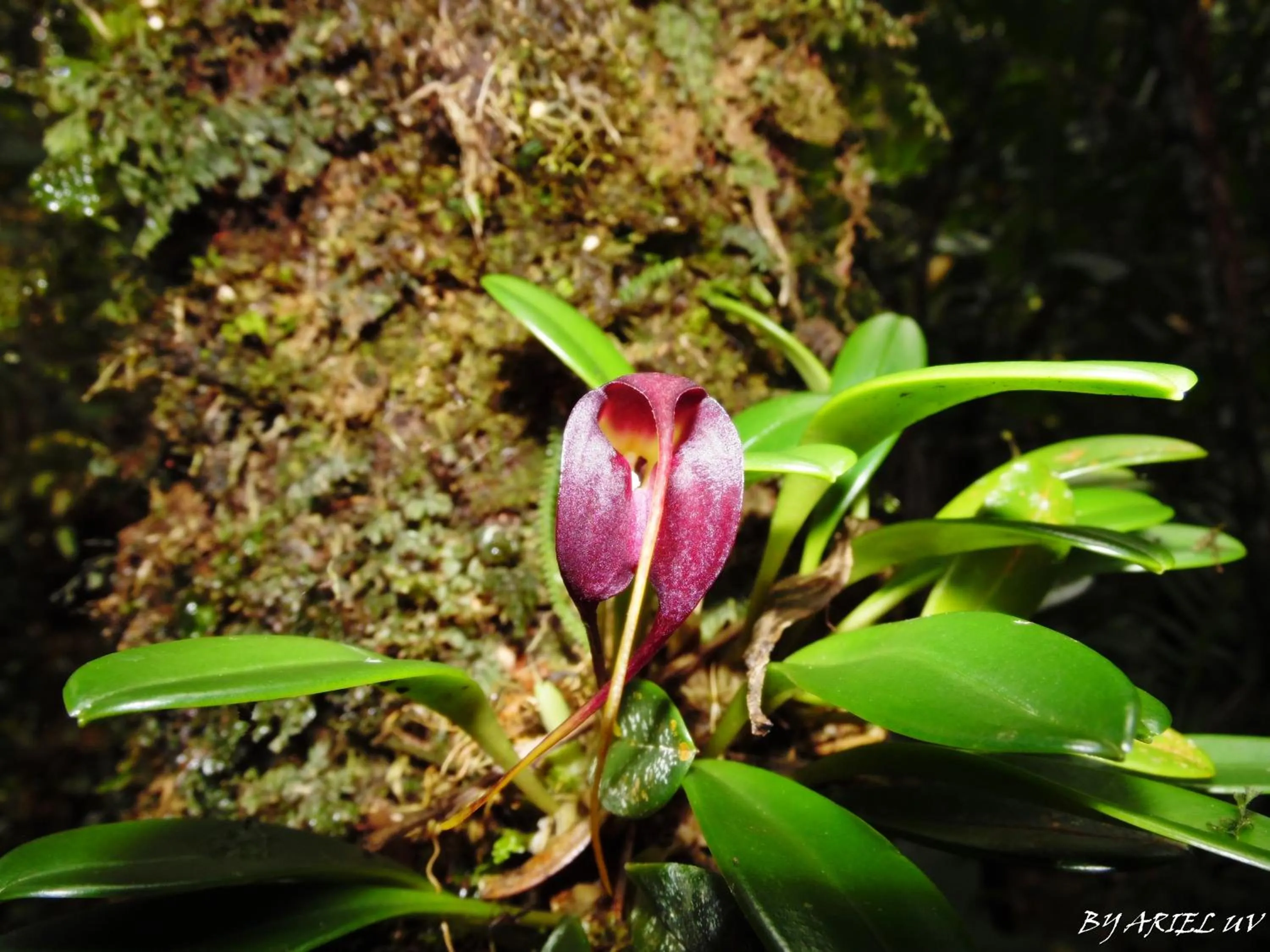 Natural landscape in Bosque de Paz Reserva Biologica