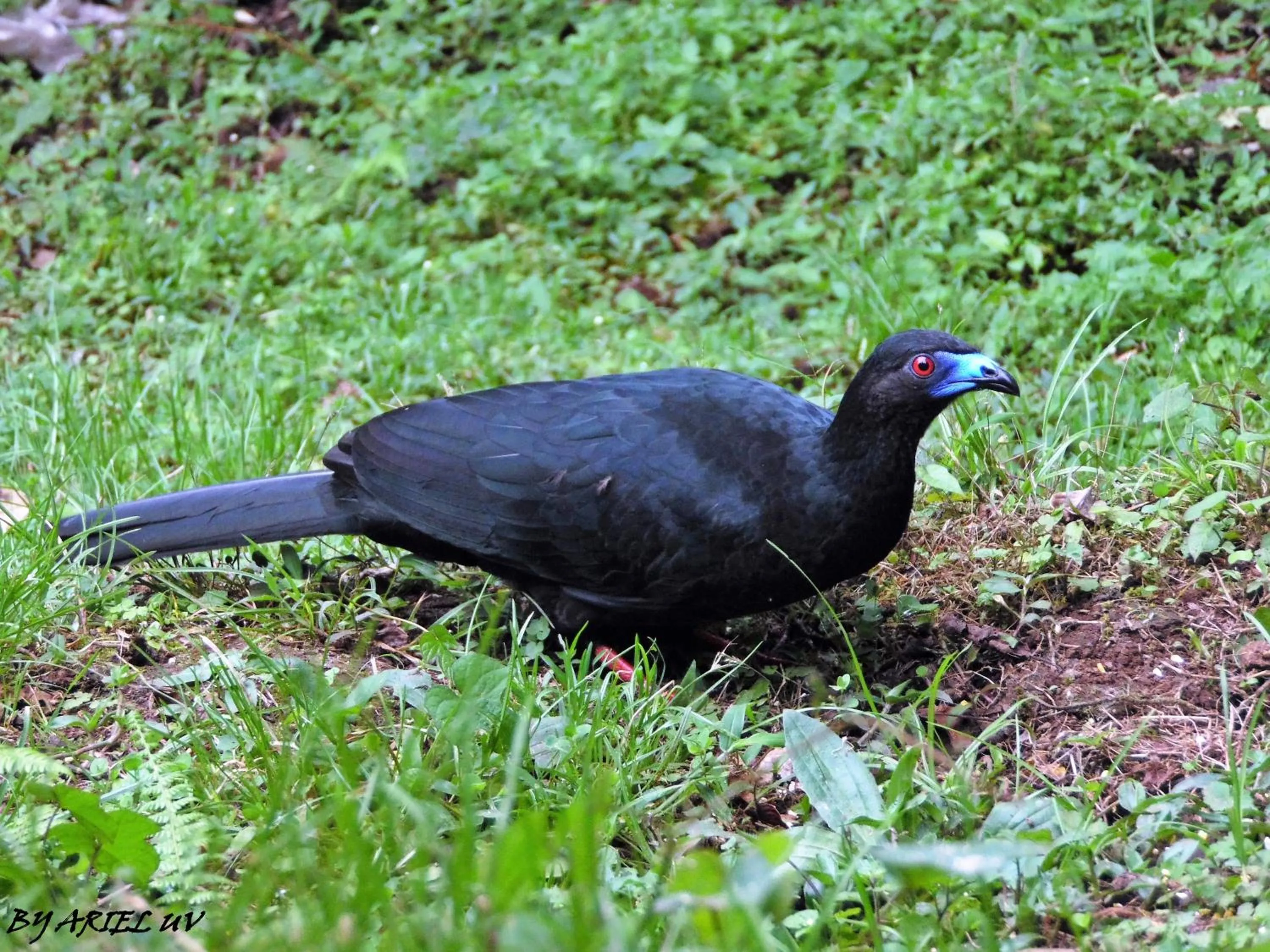 Animals in Bosque de Paz Reserva Biologica