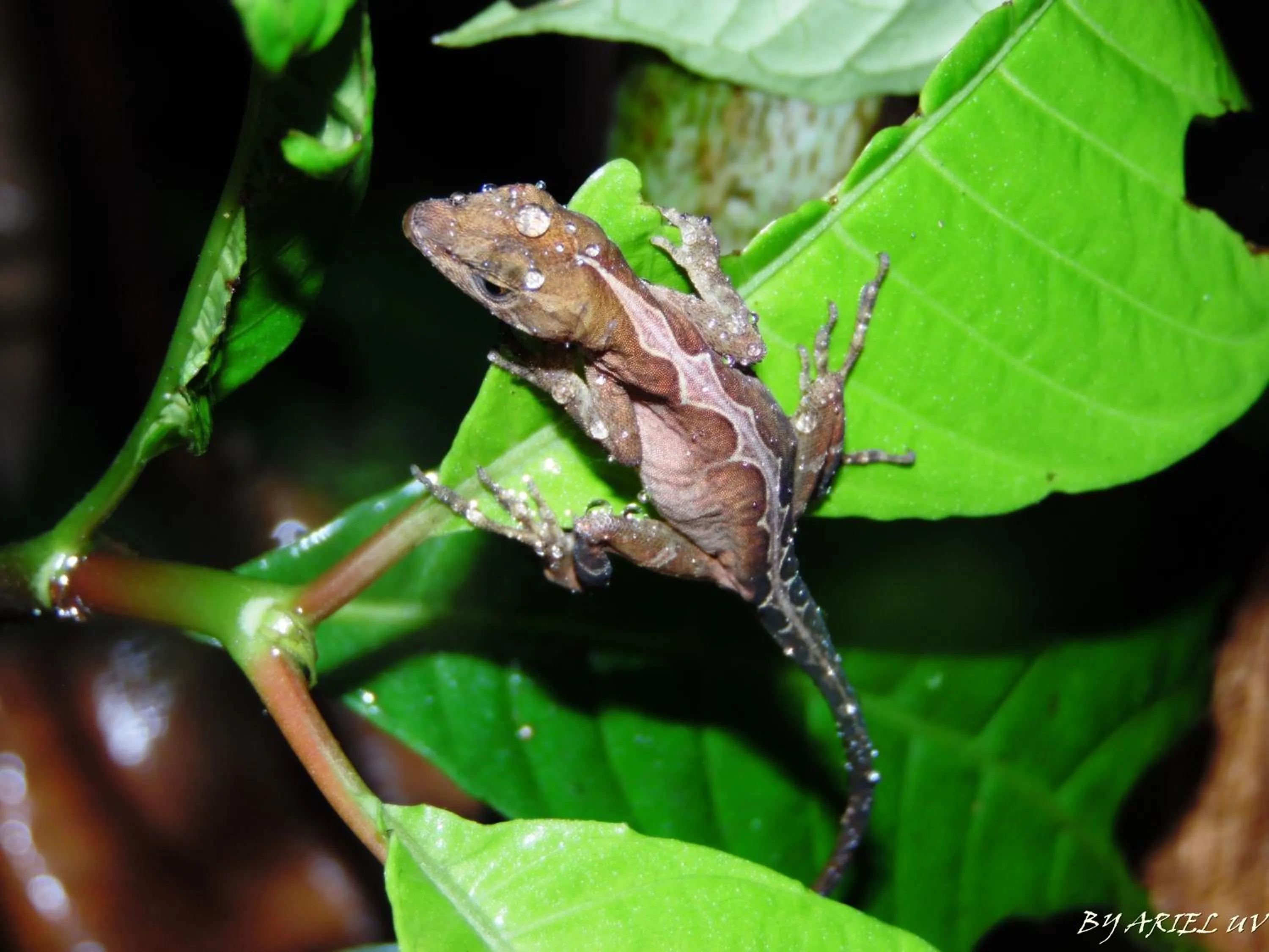 Animals in Bosque de Paz Reserva Biologica