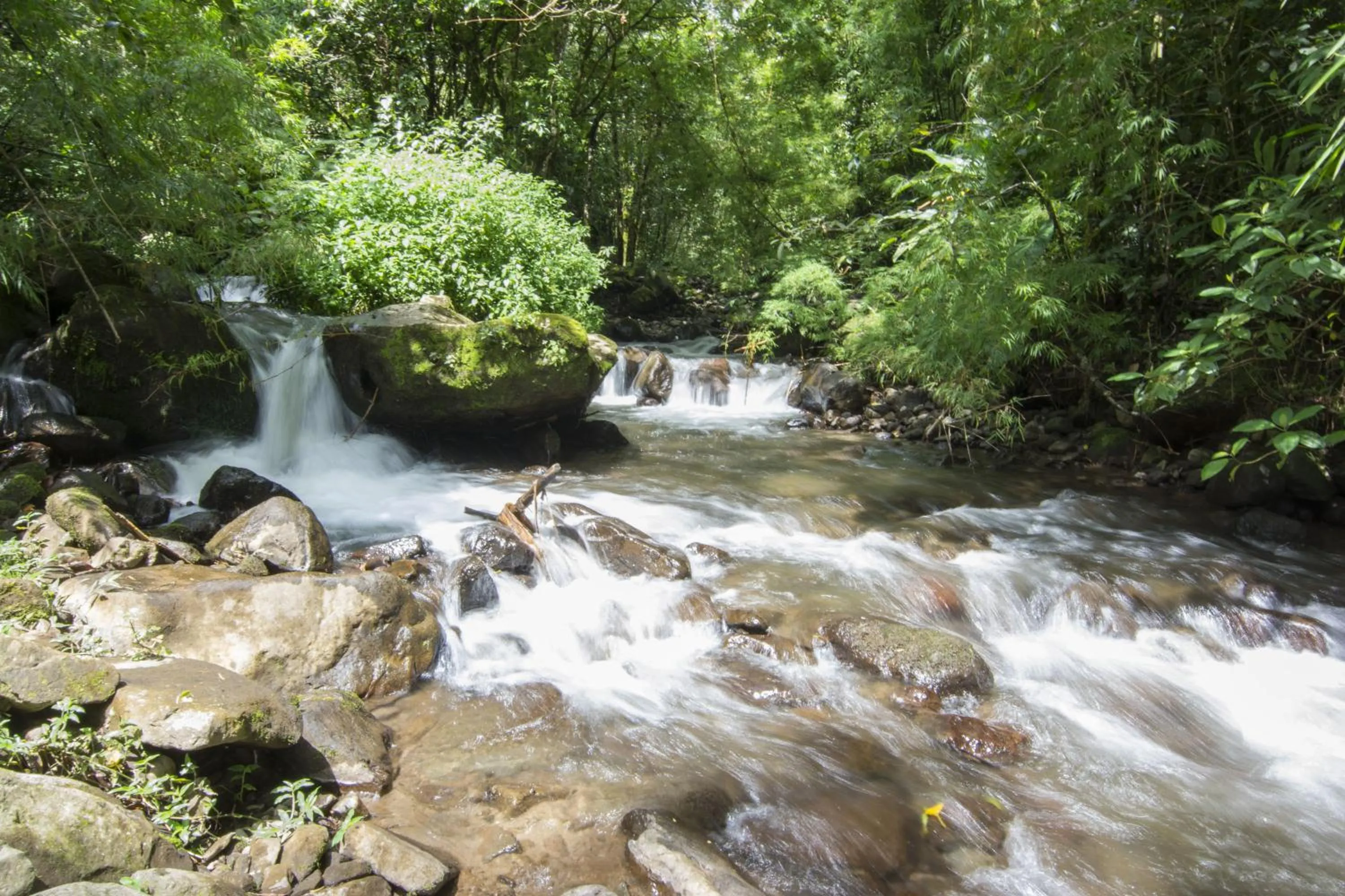 Garden in Bosque de Paz Reserva Biologica