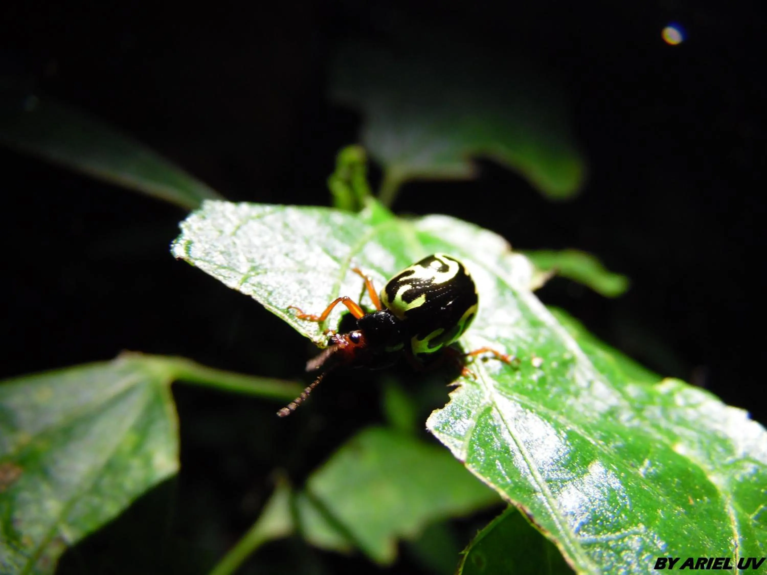 Natural landscape in Bosque de Paz Reserva Biologica