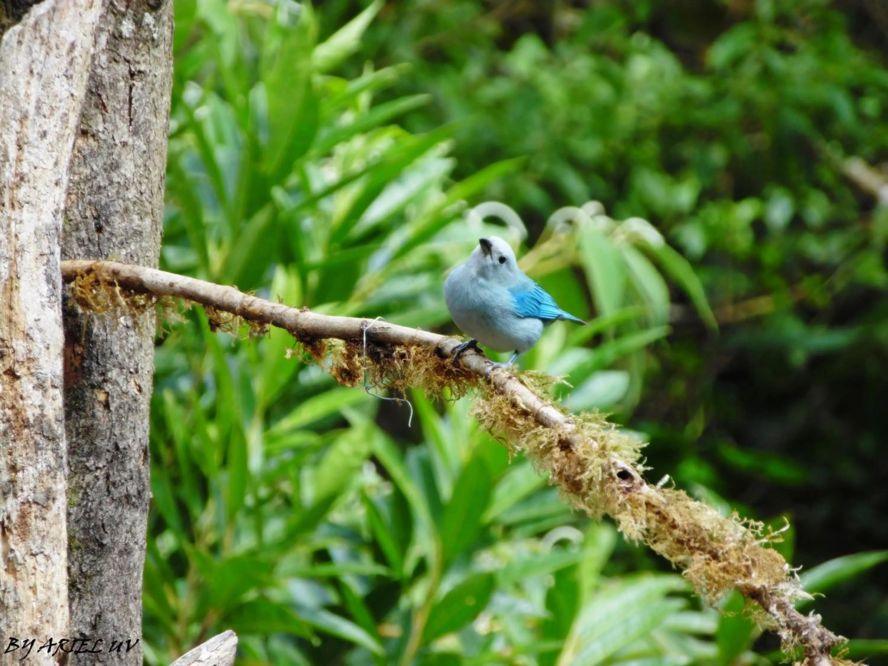 Natural landscape in Bosque de Paz Reserva Biologica