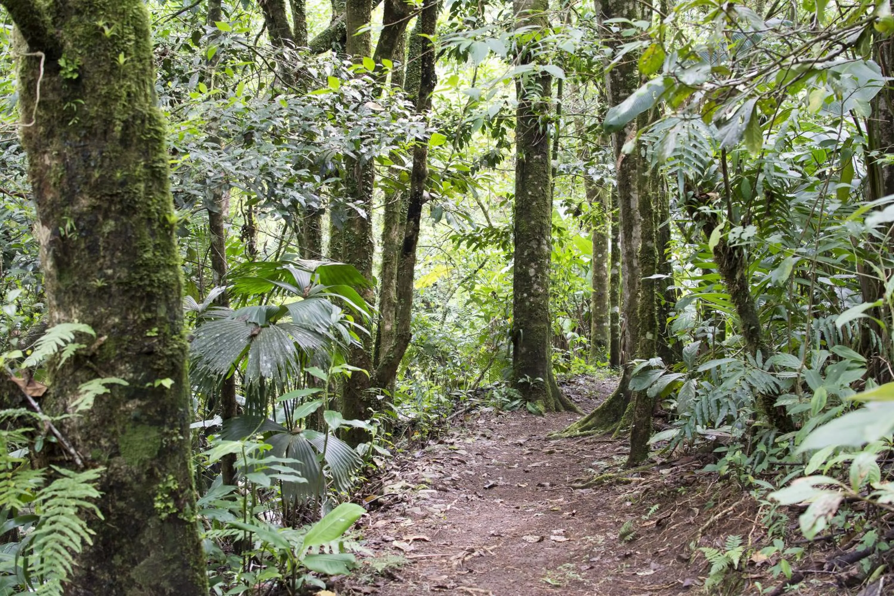 Garden in Bosque de Paz Reserva Biologica