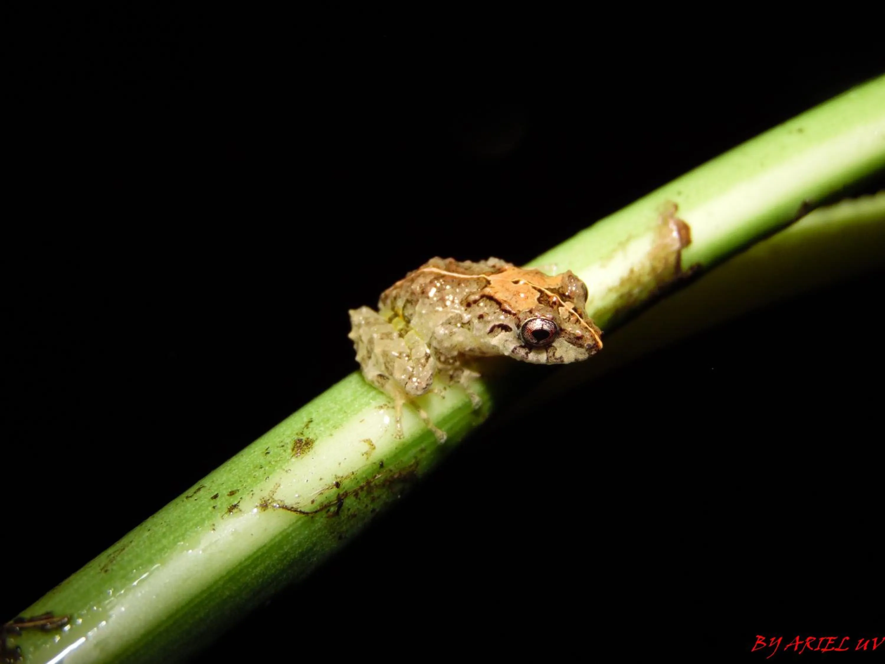 Animals in Bosque de Paz Reserva Biologica