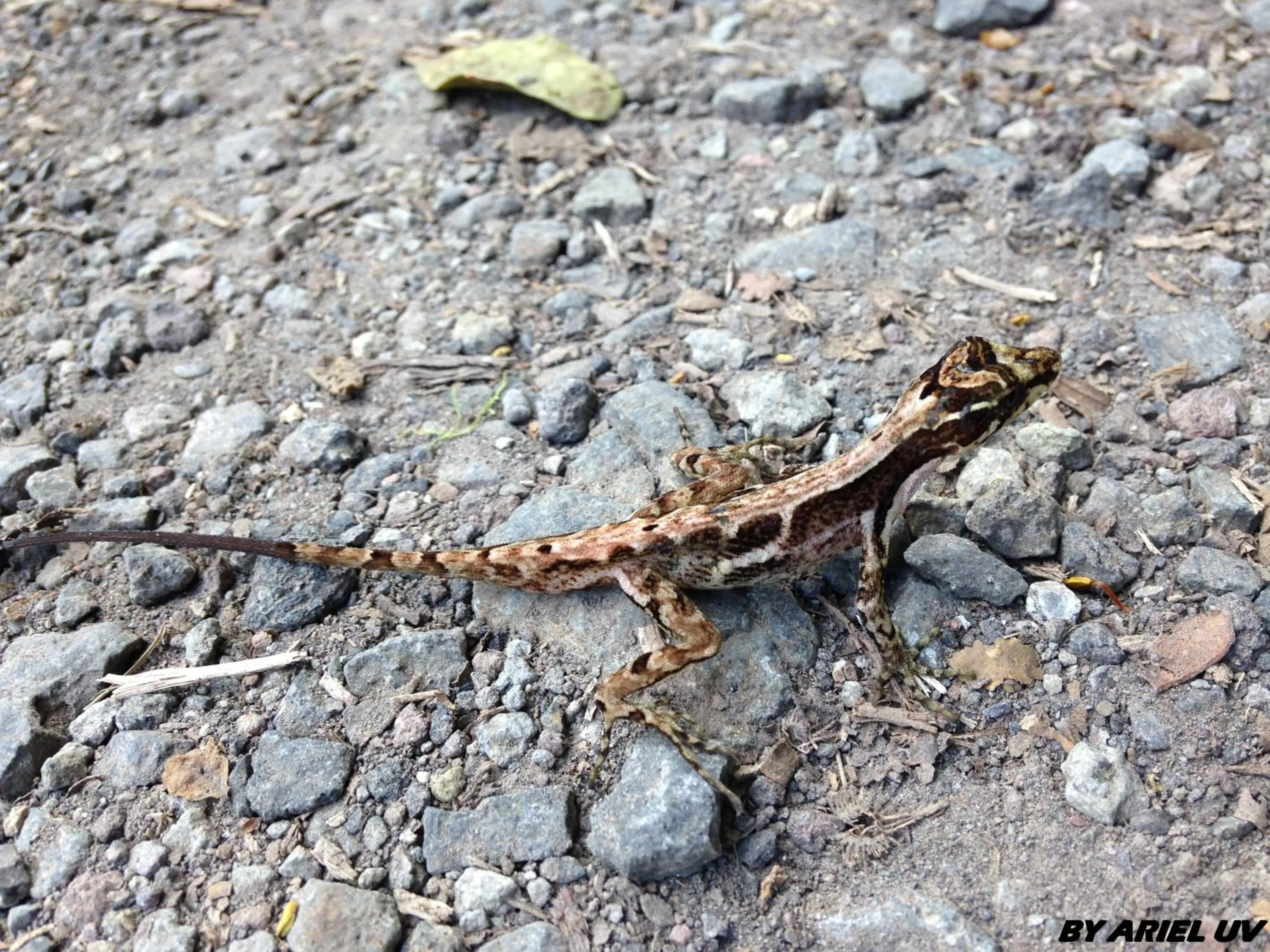 Animals in Bosque de Paz Reserva Biologica