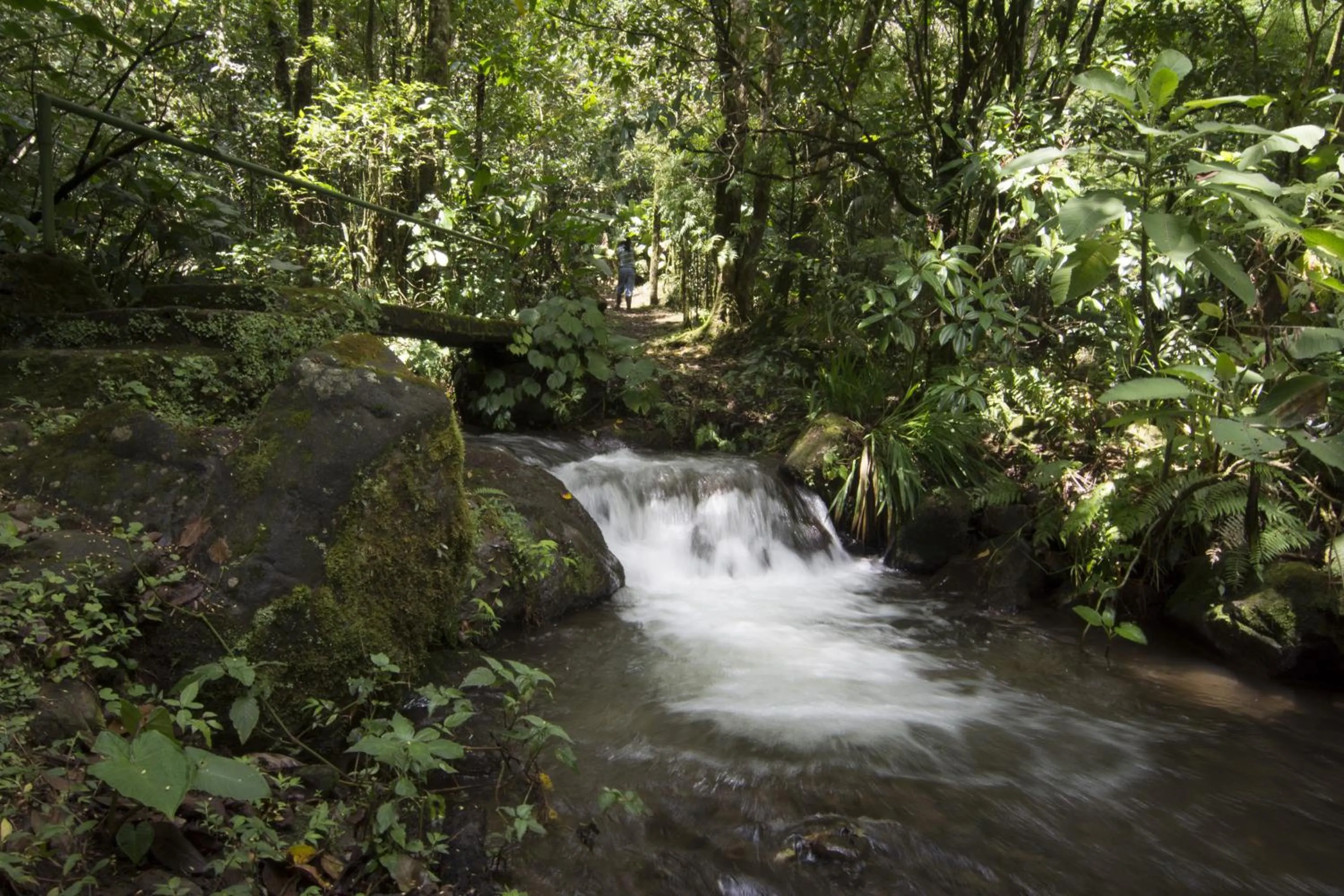 Garden in Bosque de Paz Reserva Biologica