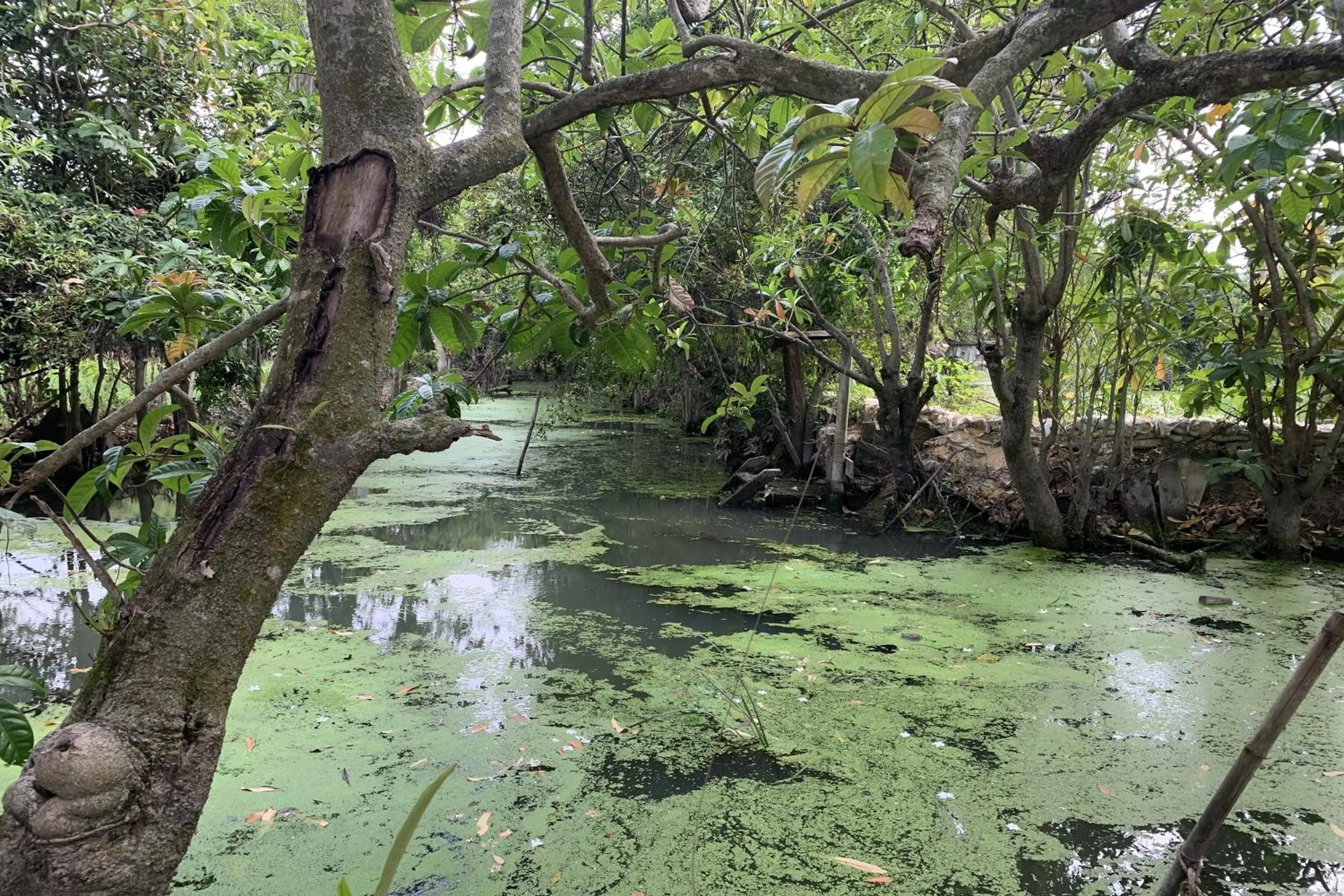 River view in Ban Suan Bang Toei Homestay