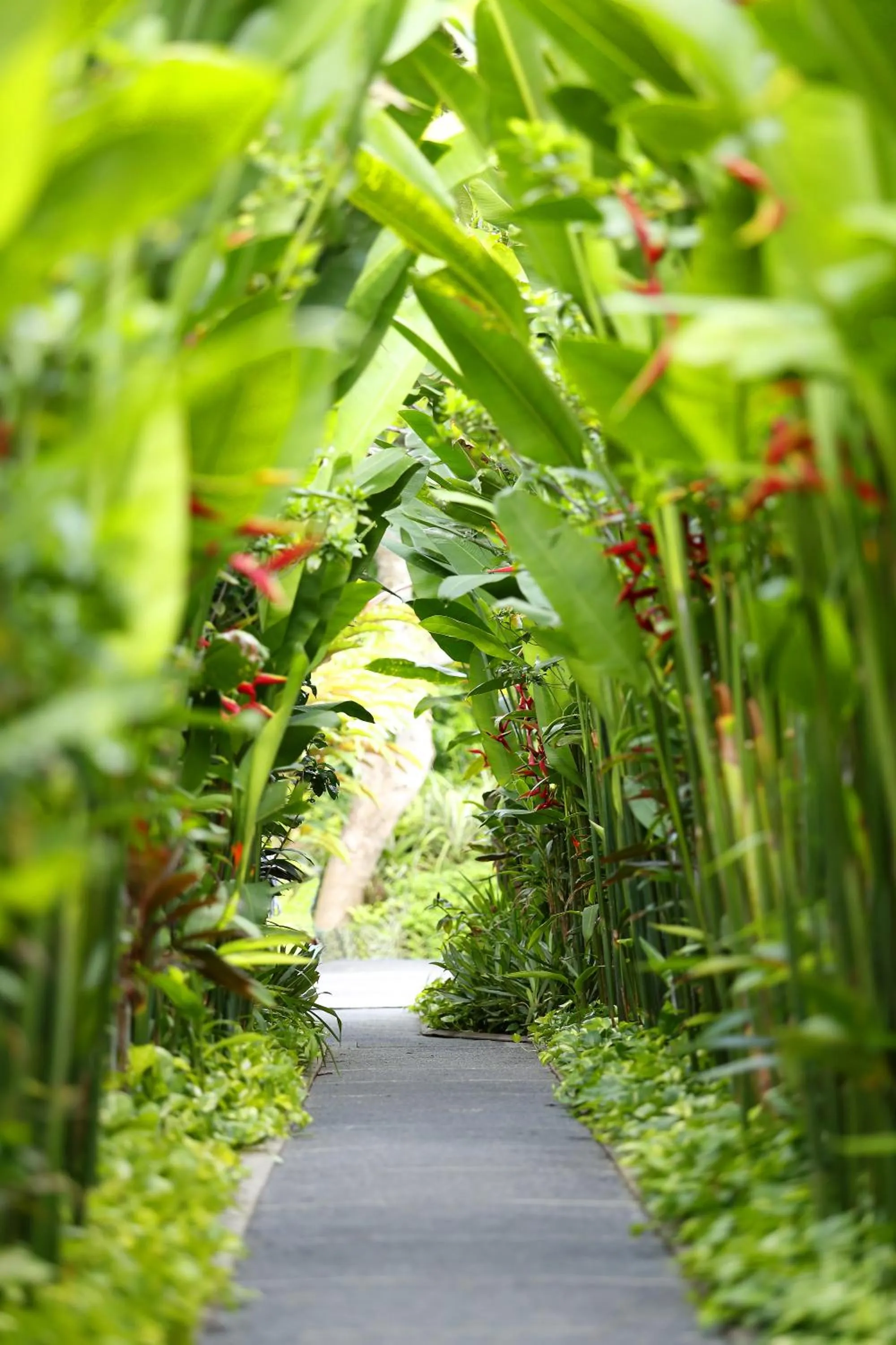 Garden in The Kasih Villas & Spa