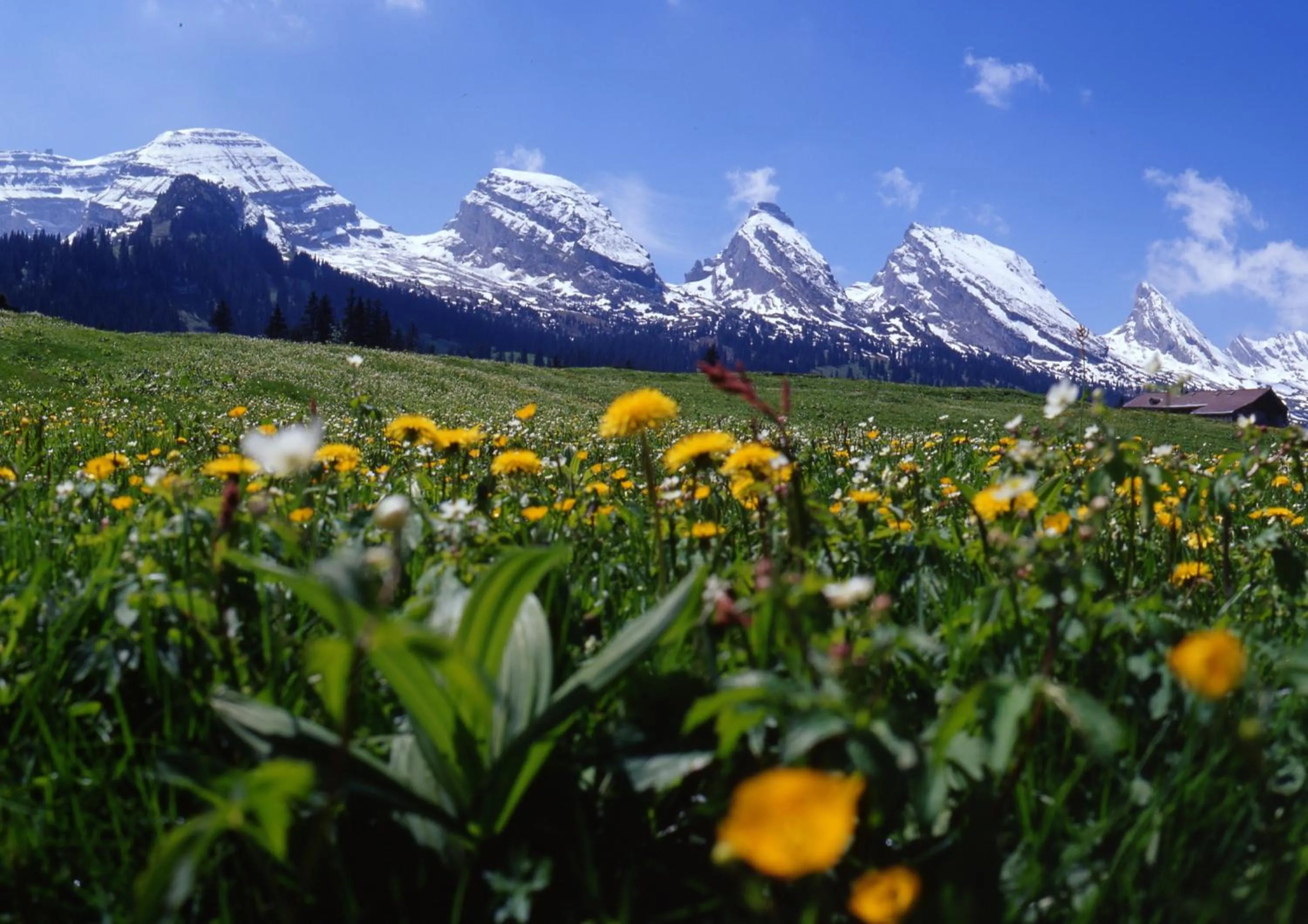 Summer in Berggasthaus Oberdorf
