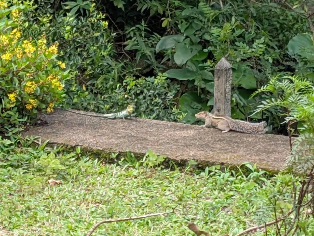 Natural landscape in Knuckles Range Bungalow