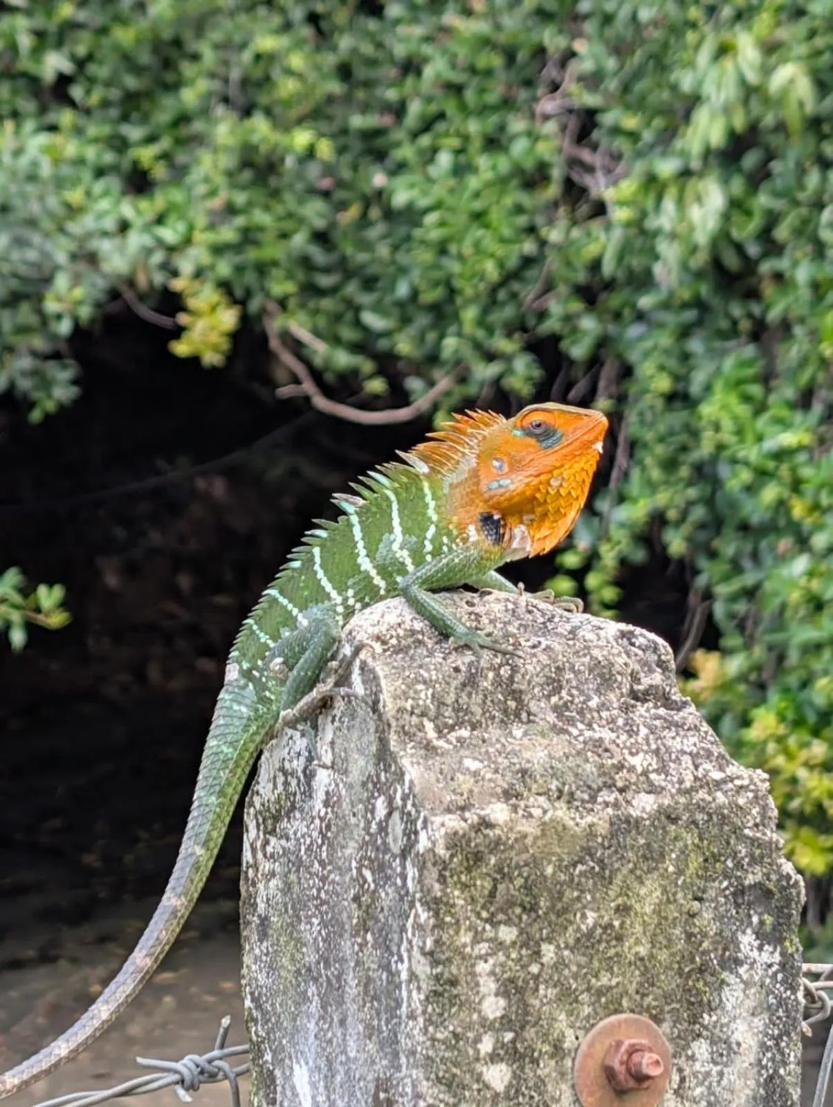 Off site in Knuckles Range Bungalow