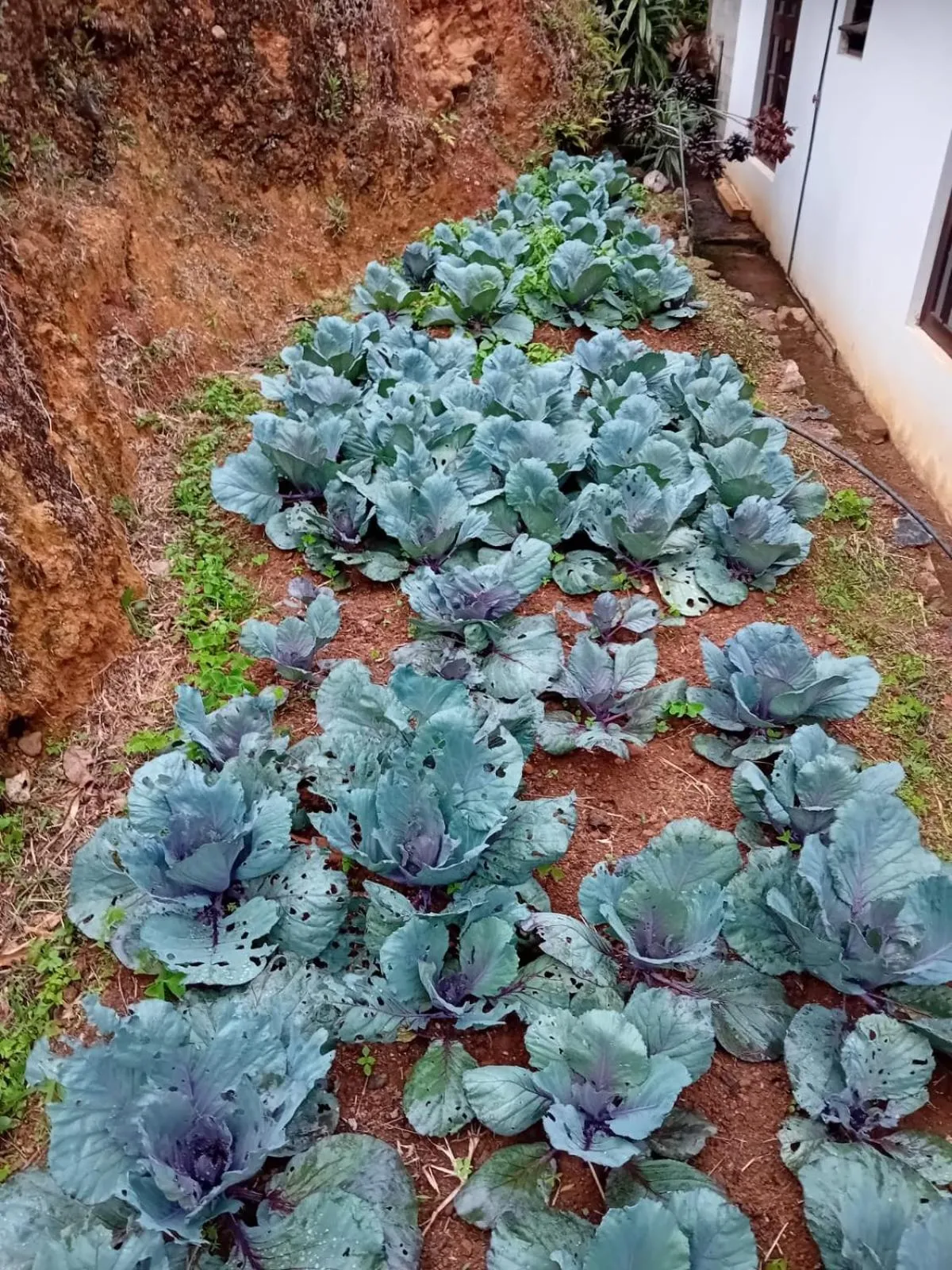 Food in Knuckles Range Bungalow