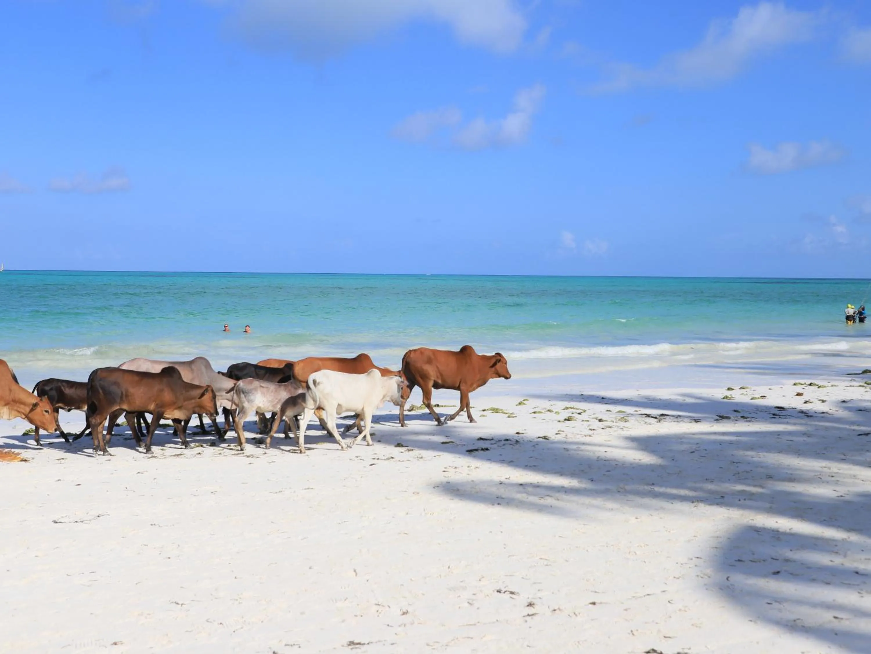 Beach in Cristal Resort