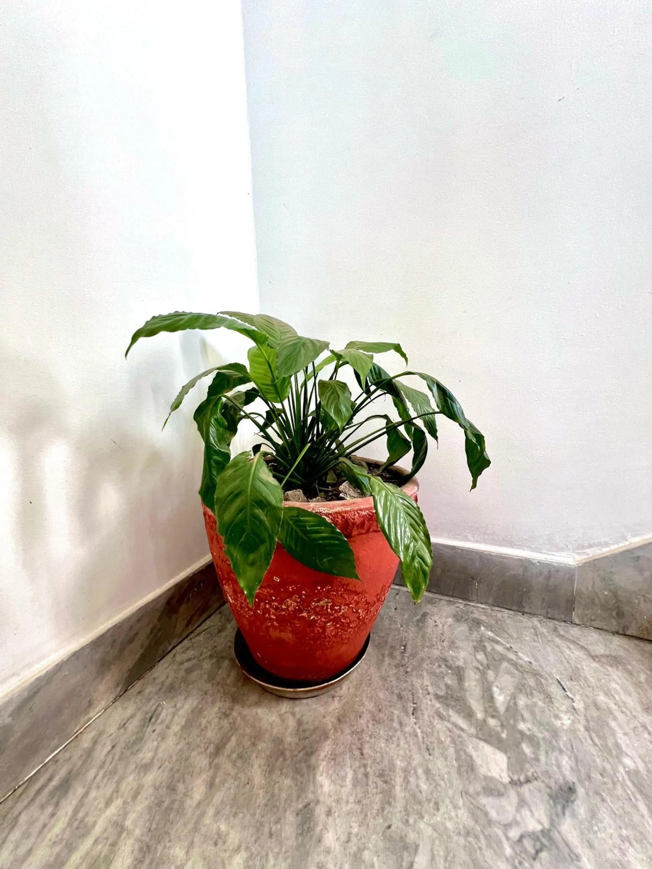 Floor plan in Taleju Grand Hotel