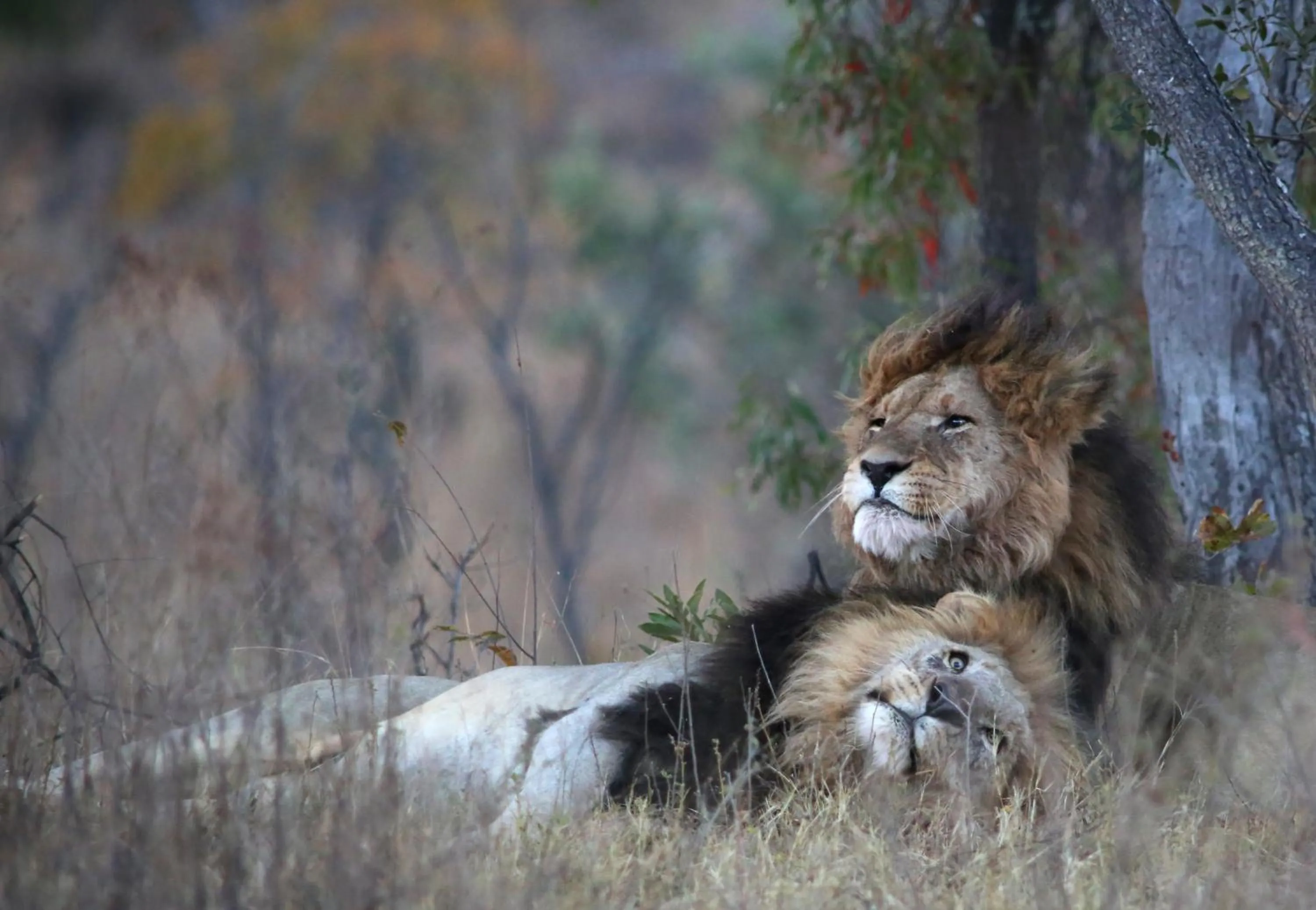 Natural landscape in Makweti Safari Lodge
