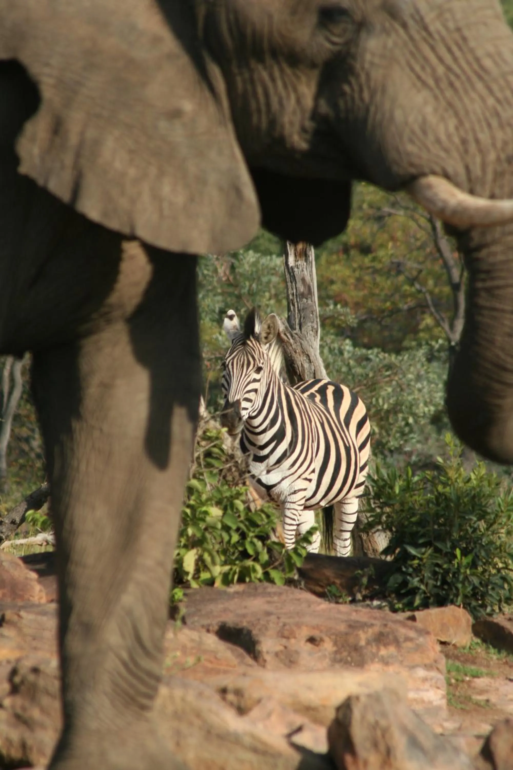 Day in Makweti Safari Lodge