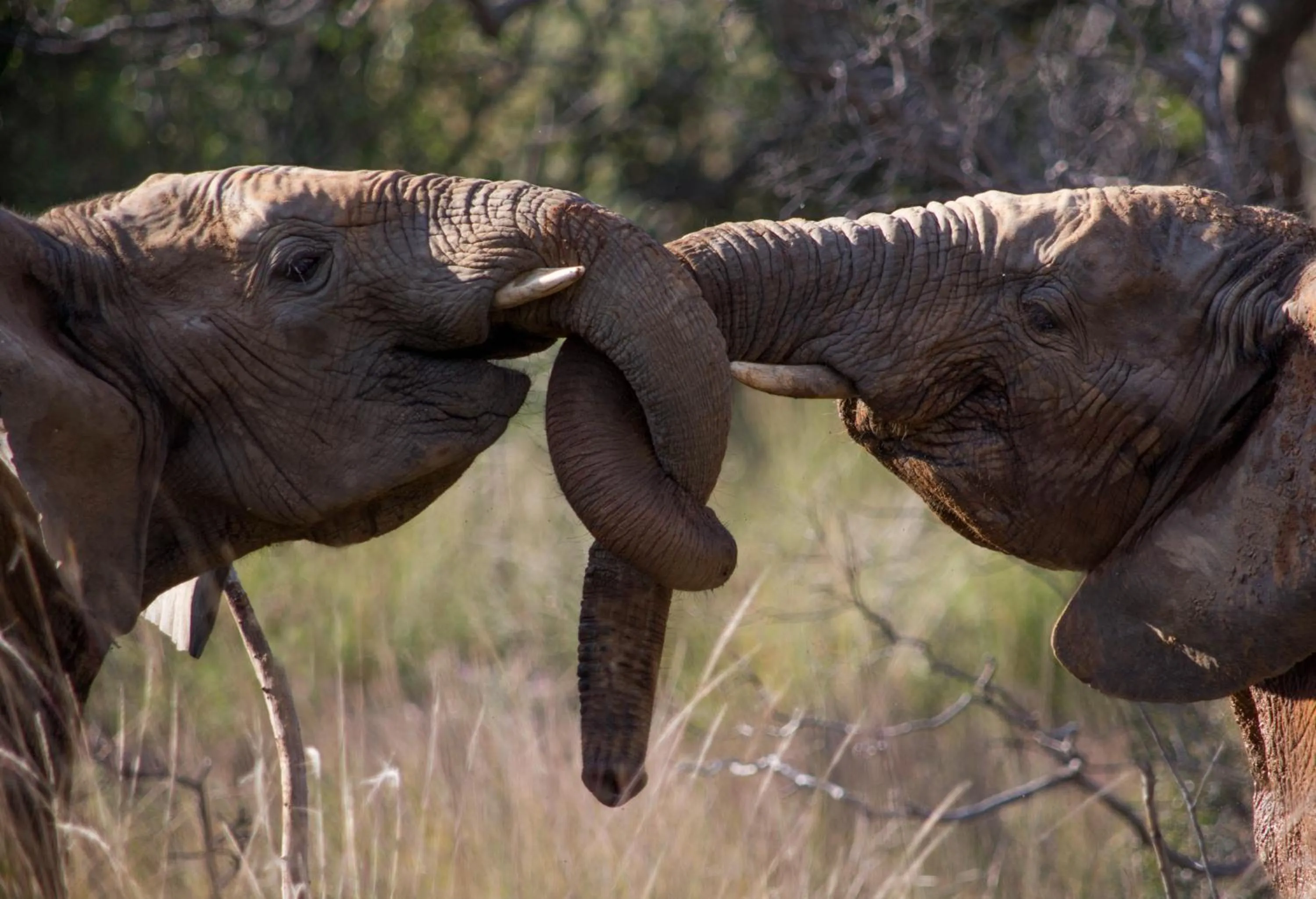 Animals in Makweti Safari Lodge