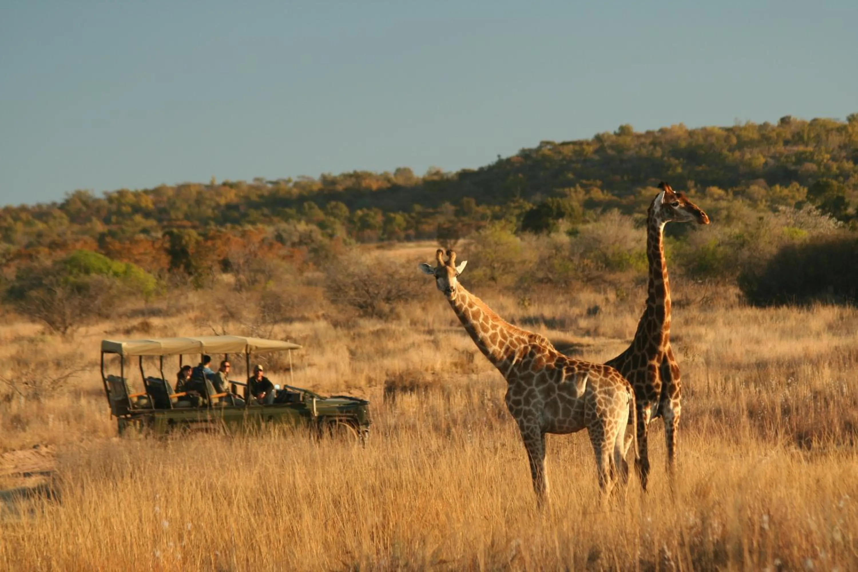 Day in Makweti Safari Lodge